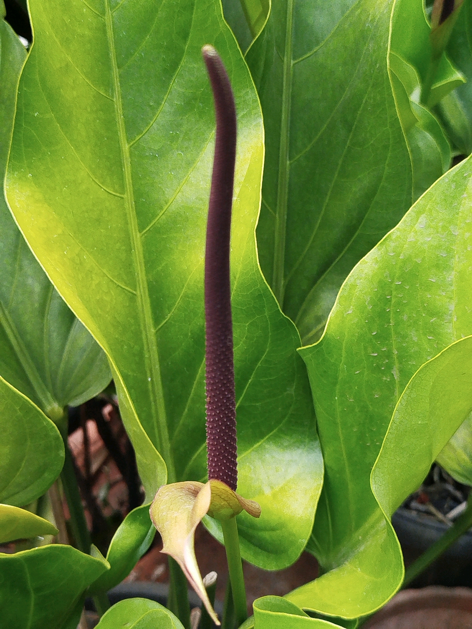 The image shows a close-up view of a single dark purple spadix of an Anthurium flower, surrounded by large, glossy green leaves. The spadix is upright and covered in tiny, raised dots. At the base of the spadix, a small, pale yellow spathe with a pointed tip is visible, partially obscured by the leaves. The leaves are broad and heart-shaped, with prominent veins. The background is blurred, but suggests an outdoor setting with hints of other foliage and possibly some man-made structures, such as brickwork or plant pots, in a darker, out-of-focus area. There are no people or animals present. The image appears to be a macro shot, likely taken in a garden or greenhouse. There is no information to suggest the location is in Depok, Indonesia.