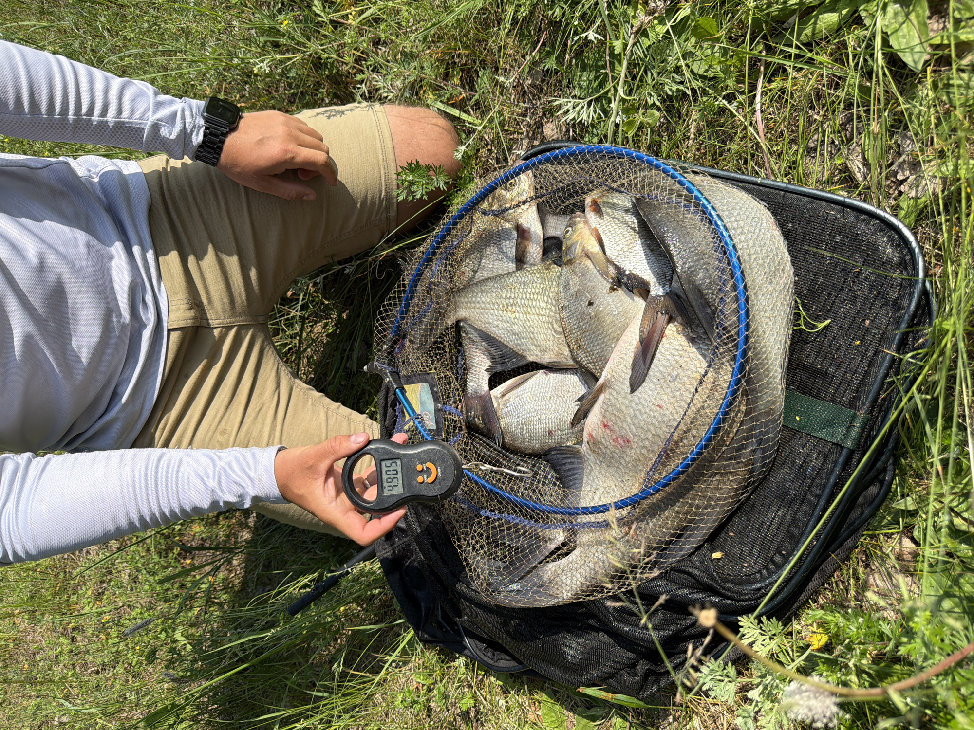 A person is kneeling on grassy ground, wearing a light blue long-sleeved shirt and khaki shorts, with a black smartwatch on their left wrist. They are holding a digital fish scale in their right hand, which displays "4.905". The scale is attached to a blue-rimmed fishing net containing a catch of several silver-scaled fish. The net is resting on the ground next to the person. The background consists of green grass and vegetation. The overall scene suggests an outdoor fishing activity.