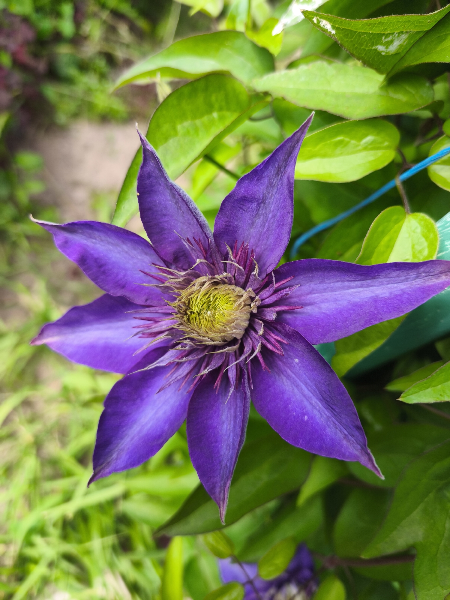 The image shows a close-up of a vibrant purple clematis flower in bloom. The flower has eight distinct petals, each with a slightly pointed tip and a subtle, lighter purple stripe running down its center. The center of the flower features a cluster of fuzzy, yellow stamens surrounded by delicate, purplish filaments. The flower is set against a backdrop of lush green leaves and foliage, some of which appear to be wet, suggesting recent rain or dew. A thin blue string or wire is visible in the upper right portion of the image, hinting at the plant being supported or trained. The ground, blurred in the background, appears to be composed of dirt and grass. There are no people or animals present in the image. The location of this scene in Puchezh, Russia is not discernible from the visual information provided in the image itself.