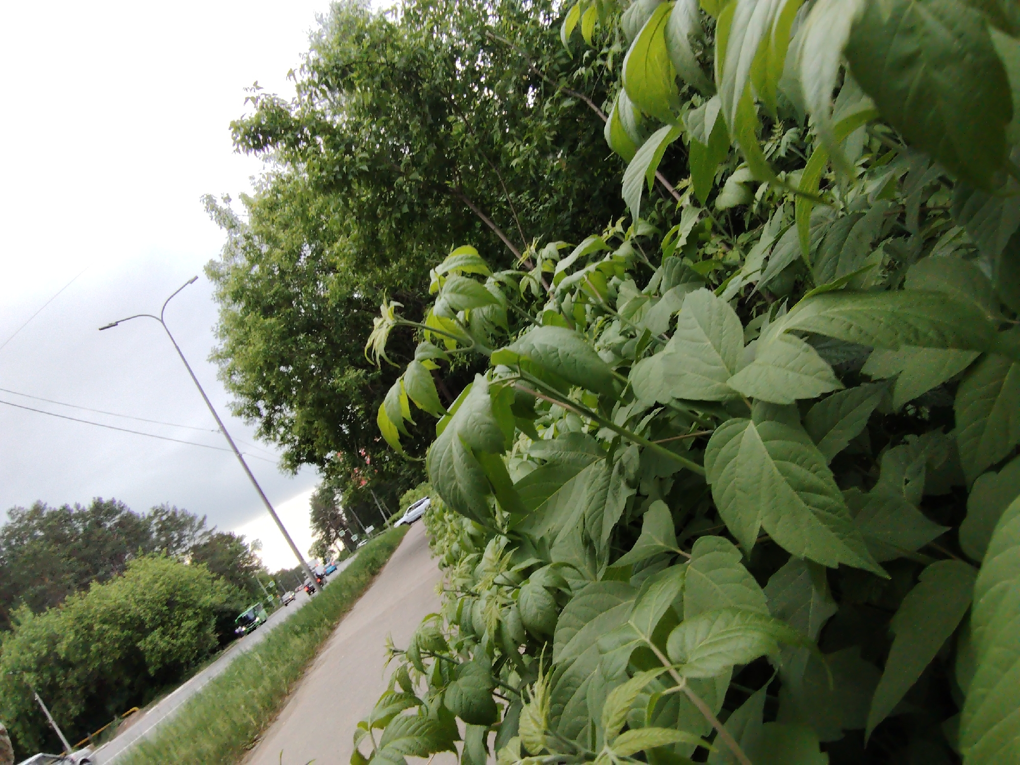 The image shows a street in Chaikovsky, Russia. A paved road is bordered by green vegetation, primarily bushes and trees. A street light is visible on the left side of the road. In the distance, vehicles can be seen on the road. The sky is overcast.