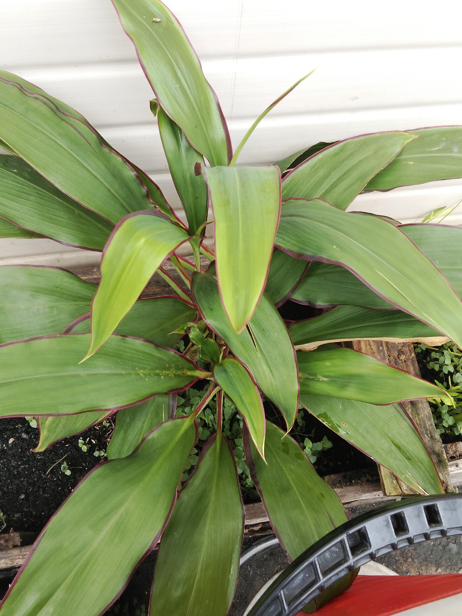 A close-up, overhead shot captures a vibrant green plant with long, lance-shaped leaves. The leaves are edged with a subtle purplish-red color and exhibit a glossy sheen, indicating they may have been recently watered. The plant's central stem is visible, with newer leaves unfurling from the top. The background consists of a white, ribbed wall, possibly siding, and a patch of dark soil where the plant is rooted, dotted with smaller green sprouts. The bottom right corner of the image shows a portion of a black, ribbed object, possibly part of a piece of outdoor furniture or equipment, resting on a red surface. The scene appears to be outdoors, likely in a residential or garden setting in Phan Thiết, Vietnam.