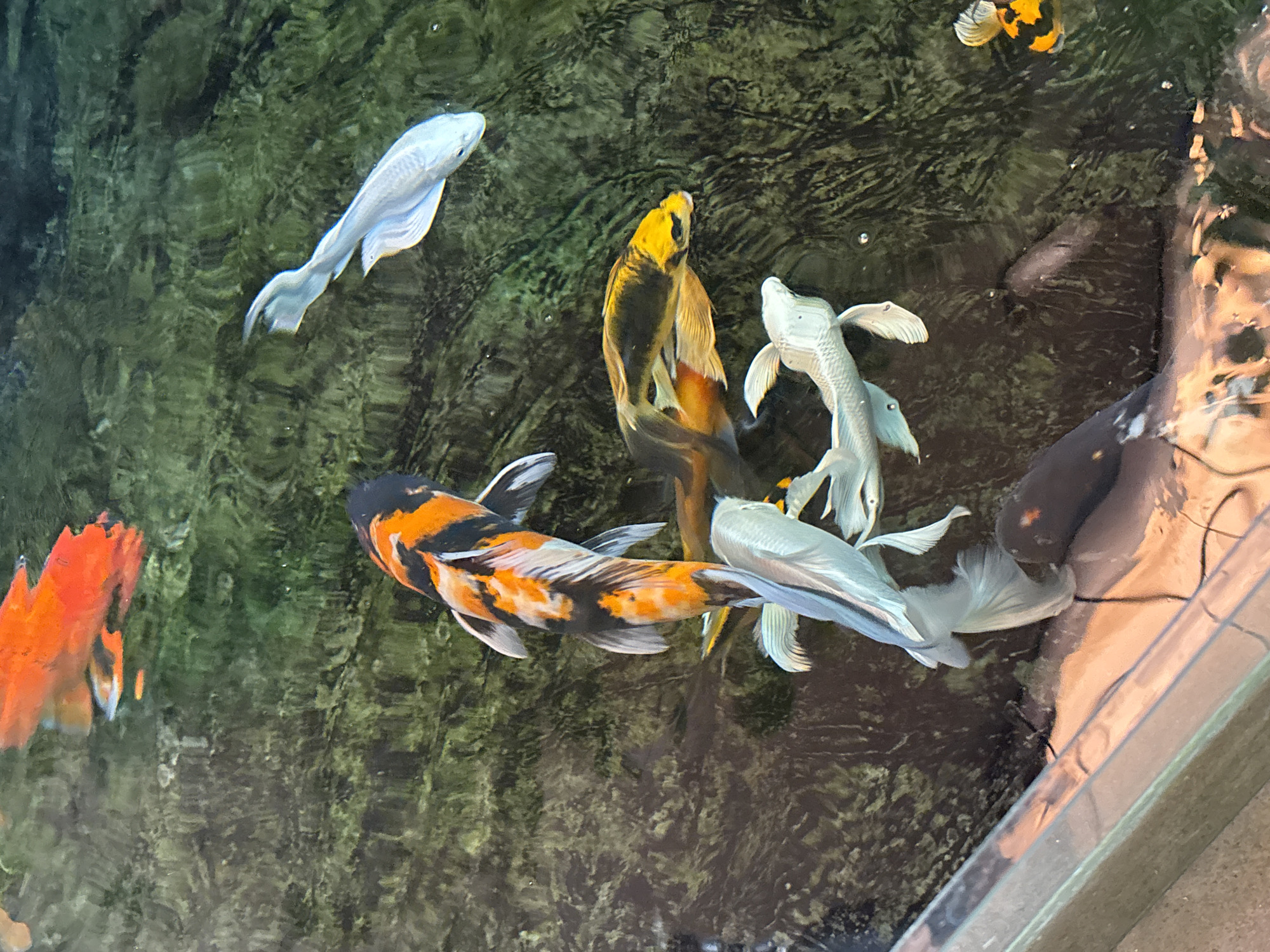 The image shows an overhead view of a pond or tank containing several koi fish. The fish exhibit a variety of colors including white, orange, yellow, and black. The water is murky, with a green tint and visible reflections or shadows on the surface. Part of the edge of the tank is visible in the lower right corner, suggesting it is an artificial enclosure. The photograph was taken in an area of Đà Nẵng, Vietnam.