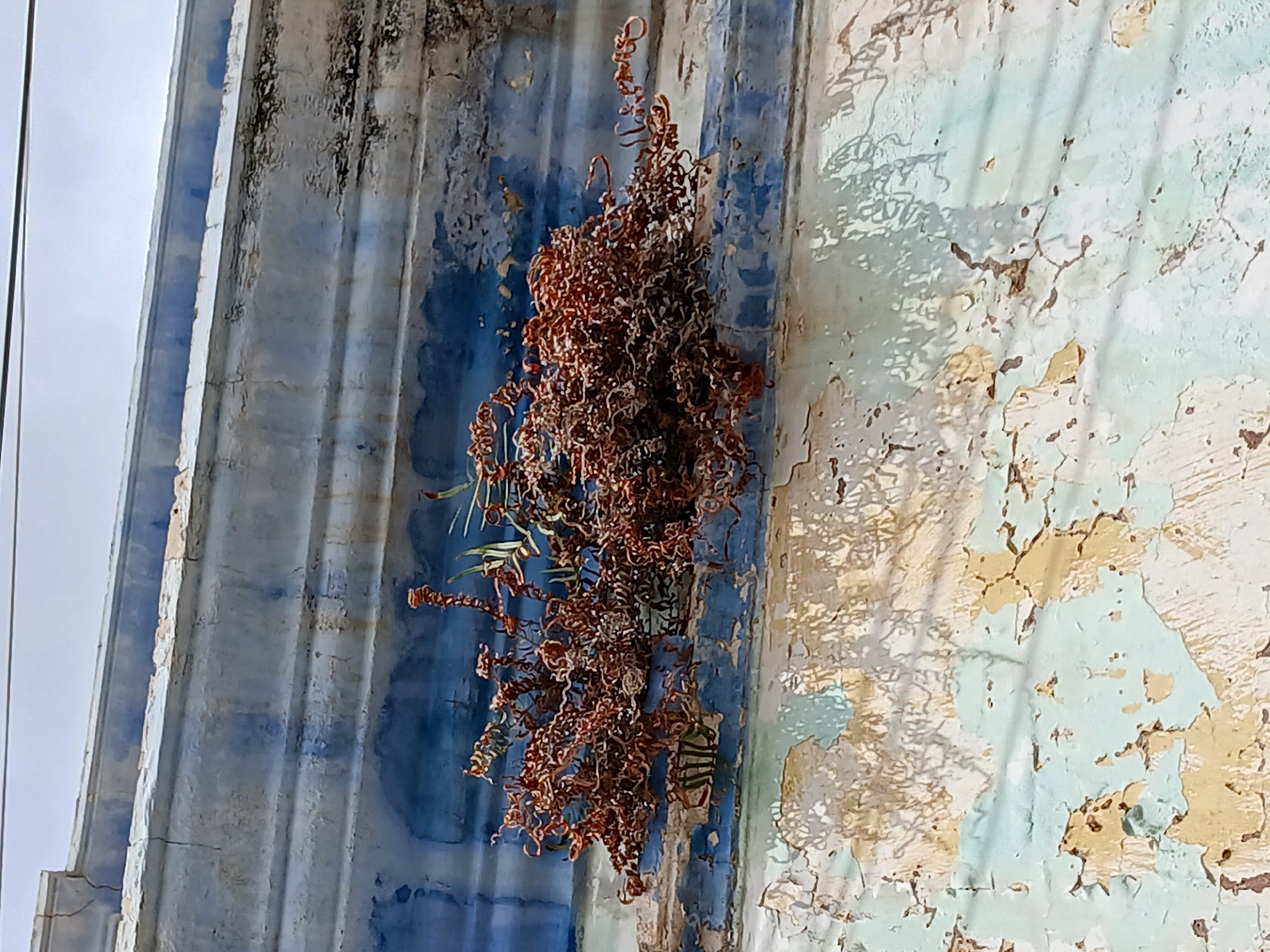 A weathered building facade in Juan Griego, Venezuela, shows significant signs of decay. A cluster of dried, brown, curly plant matter clings to the building, partially obscuring the faded paint. The paint exhibits peeling and discoloration, revealing layers of underlying colors including blue, light blue, and yellowish-tan. The architecture features vertical lines or columns with a light gray-blue hue on the left side of the frame, suggesting a classical style. The background sky appears light and hazy. The scene is devoid of people and direct human activity, focusing on the deterioration of the built environment and the natural growth taking root upon it.