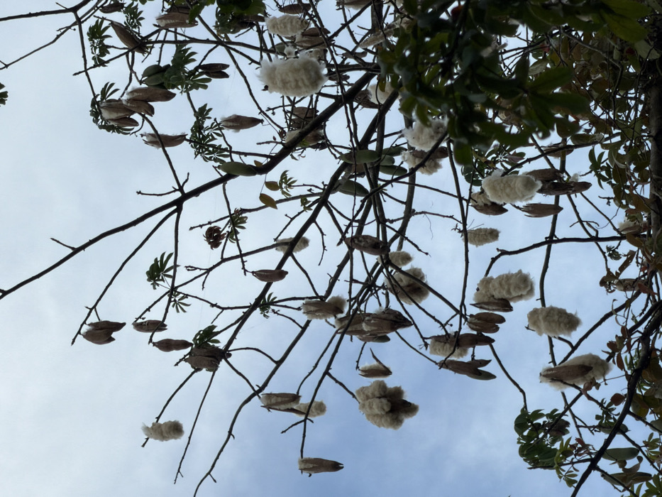 The image displays the upper canopy of a kapok tree (Ceiba pentandra) against an overcast, light blue-grey sky. Numerous kapok pods are visible on the tree's dark brown, mostly leafless branches. The pods are in various stages of development: some are elongated, closed, and dark brown; others are split open, revealing dense white kapok fiber. A few green, elongated, unripe pods are also present. Sparse green leaves, characteristic of the kapok tree's palmately compound structure, are scattered among the branches. The view is upward, focusing on the tree's fruit-bearing structure. No people, actions, or specific interactions are observed. The scene is located in the city of Bale, Indonesia.
