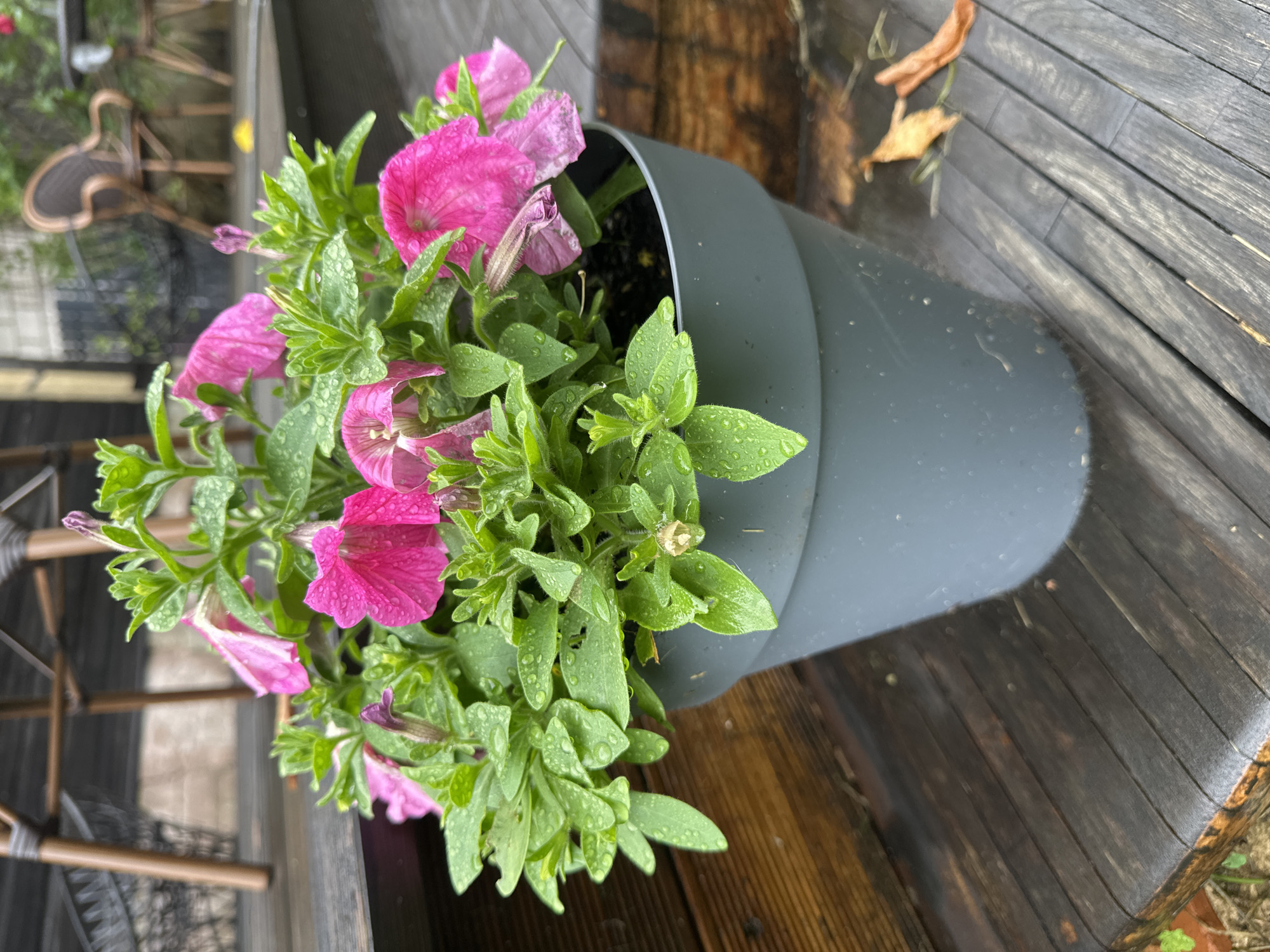 An outdoor photograph shows a gray plastic planter filled with bright pink petunias. The planter sits on a dark wooden deck. Water droplets are visible on the leaves and petals of the petunias. In the blurred background, outdoor furniture, including chairs and tables, are visible, as well as a brick building. The scene is located in the city of Staritsa, Russia.