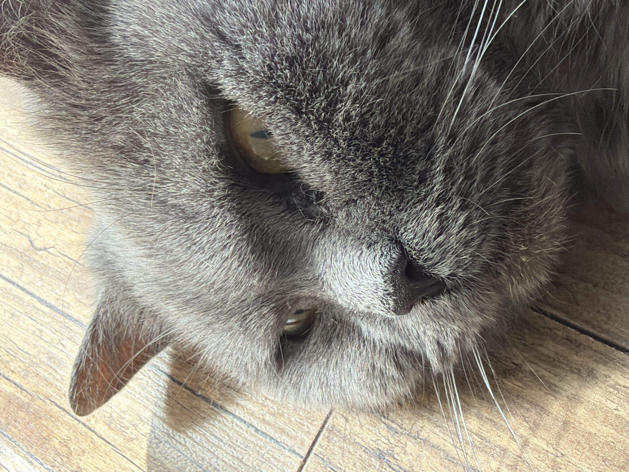 The media file features a close-up, high-angle shot of a grey-furred cat, likely lying down on a wooden floor. The cat's head is tilted, showing its right eye prominently in the upper half of the frame and a portion of its nose and mouth area in the lower half.
The cat's fur is a dense, soft grey, with individual strands visible, some appearing lighter or almost white, especially around the face and whiskers. The eye that is fully visible is a striking amber or yellowish-brown color with a vertically slit pupil, indicating feline characteristics. The other eye is partially obscured by fur and appears mostly closed or squinting. The cat's nose is dark, possibly black, and textured. Long, white whiskers extend outwards from its muzzle, particularly visible against the darker fur. Part of one ear is visible on the left side of the frame, showing some reddish-brown tones inside, contrasting with the grey fur.
The background consists of a light-colored wooden floor with visible grain and planks, suggesting an indoor setting. The lighting appears natural and bright, indicating it is daytime. The cat seems to be in a relaxed state, possibly resting or observing its surroundings. There is no visible text in the image. While the location context is Riga, Latvia, there are no specific visual cues within the image itself to confirm this location.