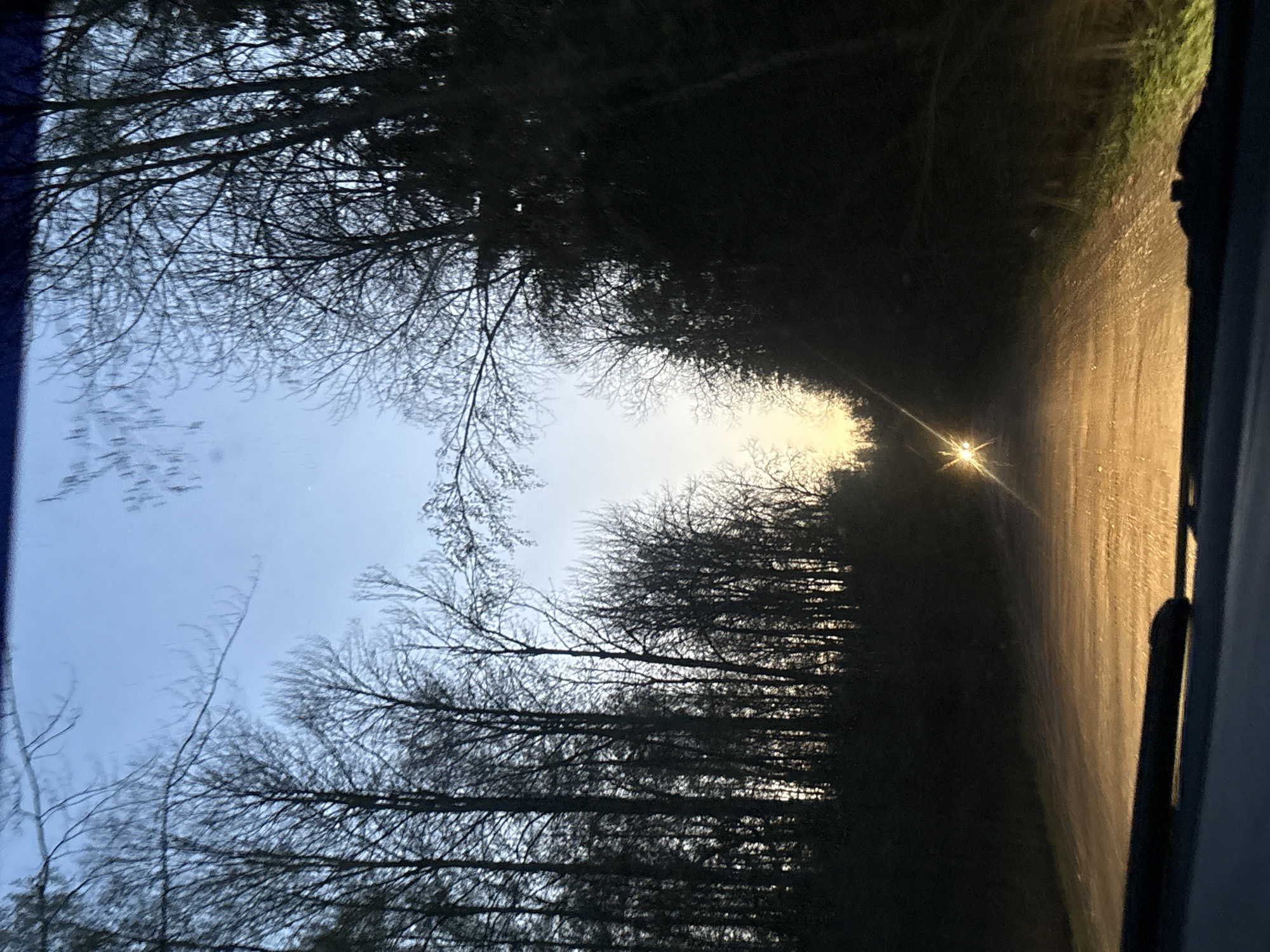 The image depicts a view from inside a vehicle, likely a car, driving on a dirt road lined with dense trees. The trees are bare, suggesting it is late fall or winter. The road stretches straight ahead, with a bright light source visible in the distance. The sky is light blue.
Location: Road in Rezvykh, Russia.