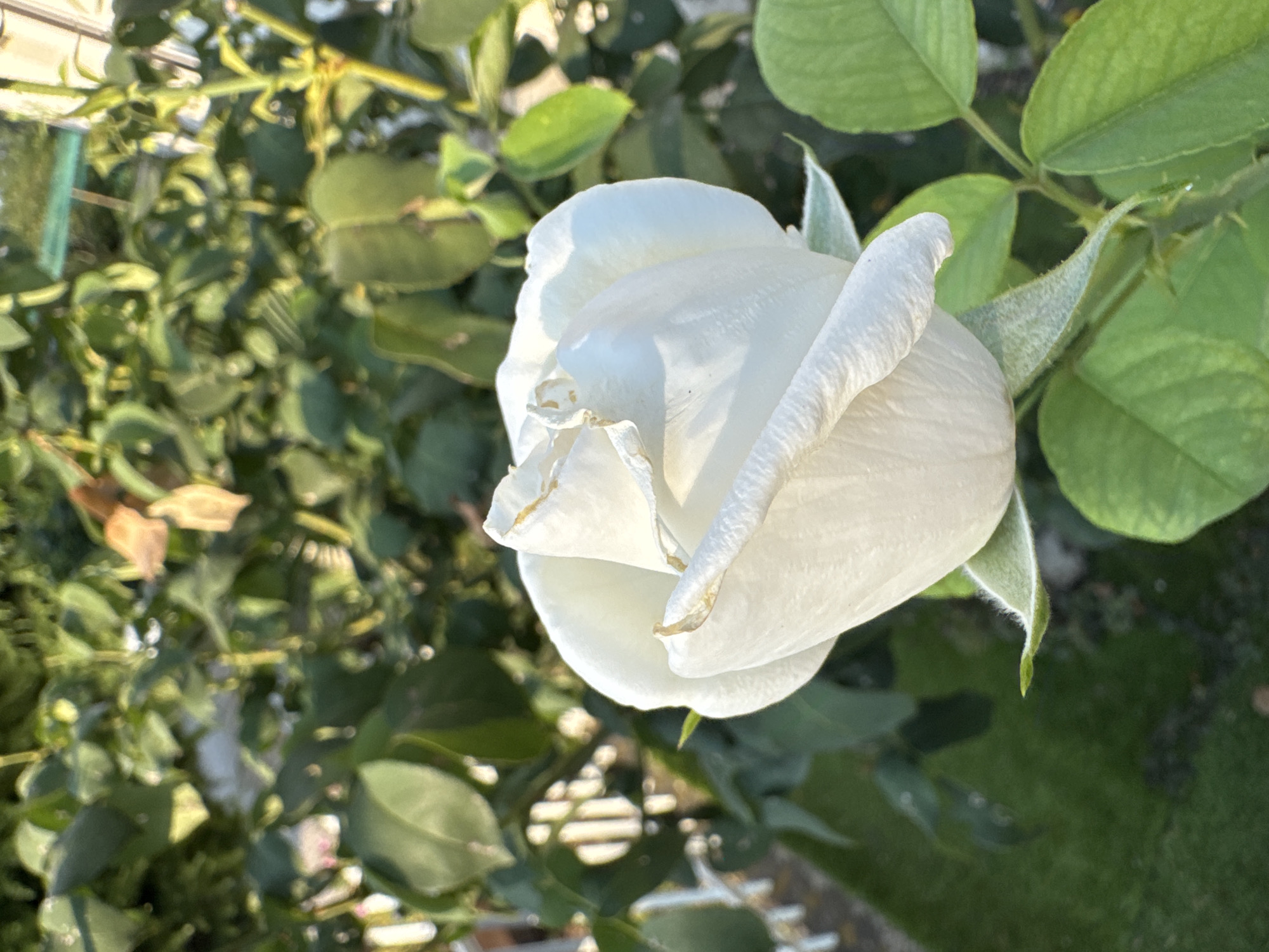 A close-up, slightly angled shot focuses on a white rose in bloom, its petals unfurling under the bright illumination of the sun. The rose is the central subject, with its delicate white petals softly illuminated, and the edges showing a hint of yellowing. The background is a blur of green foliage, suggesting a garden setting.
The lighting indicates it's likely daytime, possibly late afternoon given the warm glow on the petals and the shadows cast by the leaves. The foliage surrounding the rose appears healthy and lush. In the out-of-focus background, a hint of a grassy area is visible, along with what might be other plants or structures.
The overall mood is serene and natural, highlighting the beauty of the rose. There is no text visible in the image, and no people are present. The scene is set outdoors, likely in a garden or a natural environment where roses are cultivated. The location context of Sant'Angelo di Piove di Sacco, Italy, suggests a European setting, possibly a private garden or a public park. The image captures a moment of natural beauty, with the rose serving as the focal point against a backdrop of green growth.
