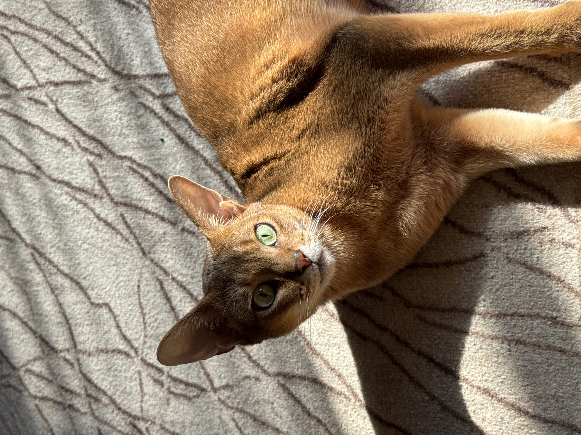 A tan-colored cat with green eyes is lying on a light-colored carpet with a dark brown abstract pattern. The cat is positioned at an angle to the camera, with its head tilted towards the viewer. Sunlight casts shadows across the carpet and the cat's body.
There is no evidence to pinpoint the location as Chaikovsky, Russia.