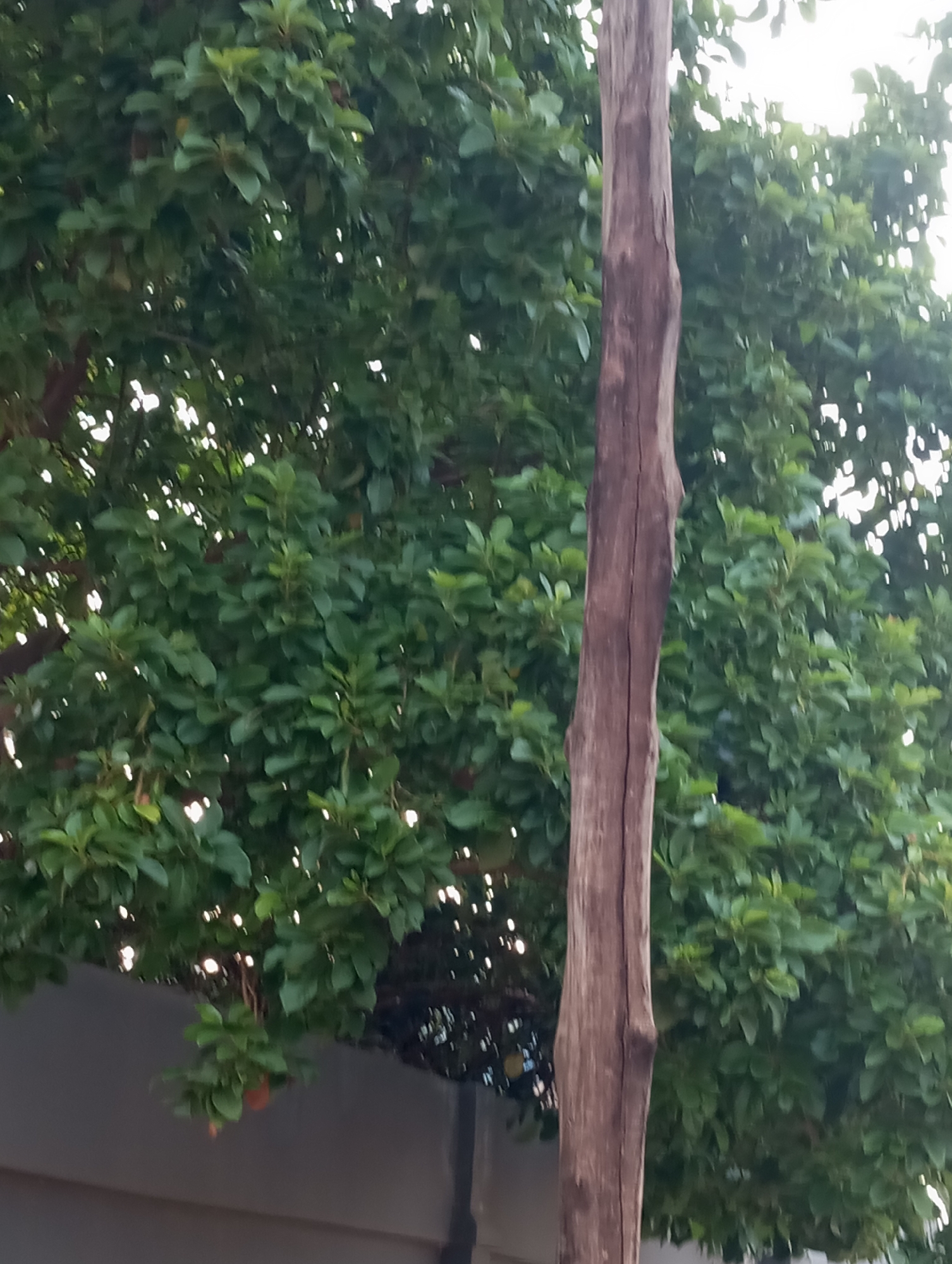A vertical, weathered wooden post stands in the foreground, slightly off-center to the right. Behind it, a dense canopy of green leaves from a tree fills the background. The leaves are lush and appear to be a vibrant green, with some dappled sunlight filtering through them, creating bright highlights. The texture of the wooden post is rough, showing signs of age and exposure to the elements, with visible grain and some cracks. The overall impression is that of an outdoor scene, possibly in a natural or semi-natural setting within the city of Sabon Tasha, Nigeria, where the post might serve a functional purpose or be a remnant of past structures.