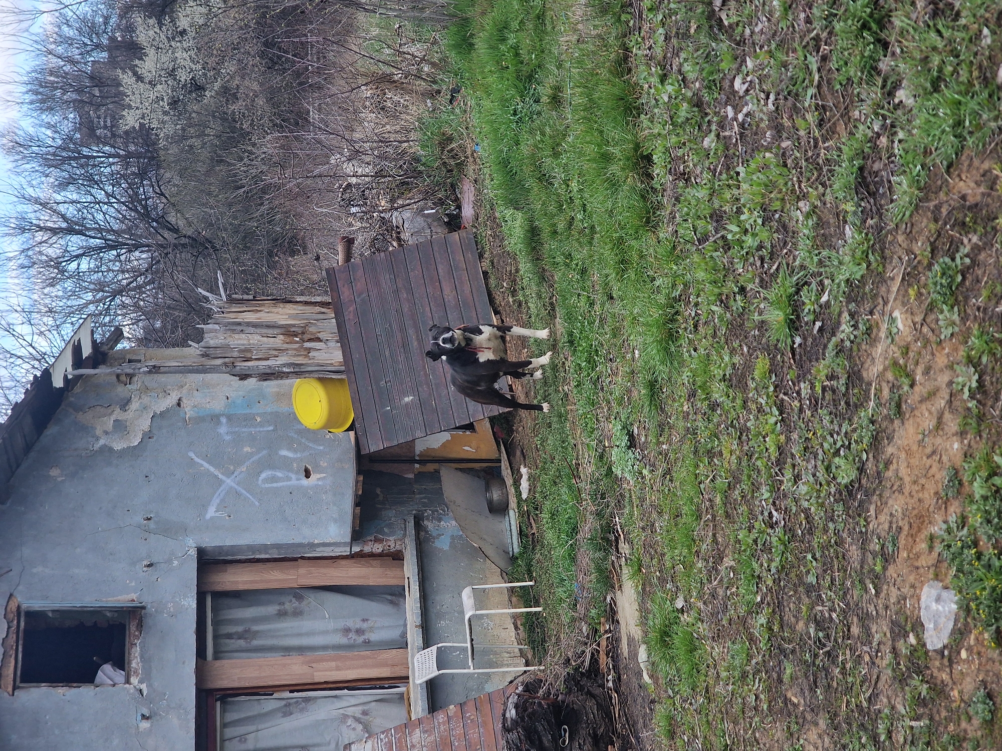 The scene is located in an unmaintained residential or peri-urban area within Sofia, Bulgaria. A black and white dog, exhibiting white markings on its chest, muzzle, and paws, wears a red collar and stands on all fours in the mid-ground, facing the camera.
The background features a dilapidated single-story structure with a light blue-grey facade, showing significant peeling paint and exposed brick. An upper rectangular window opening is devoid of glass, revealing a white fabric draped within. Below, two wooden-framed openings are fitted with tattered light-colored curtains. White spray-painted graffiti, including an 'X', 'T', and a 'P', is visible on the wall. A white, perforated plastic or metal chair is positioned against the building to the left. Near the building's base, to the right of the chair, a metal bowl and a shallow dish are present on the ground. An overturned yellow plastic bucket rests near the right side of the structure, partially obscured by dark wooden panels leaning against the wall.
The ground in the foreground and mid-ground is characterized by sparse green grass, patches of brown soil, and scattered dried vegetation and debris. A large dark tree stump or log pile occupies the left foreground. The background consists of a dense growth of bare deciduous trees and shrubs, with one tree displaying white blossoms. A multi-story building is faintly discernible through the trees in the distance. The sky, partially visible at the top, appears light blue with some cloud cover.