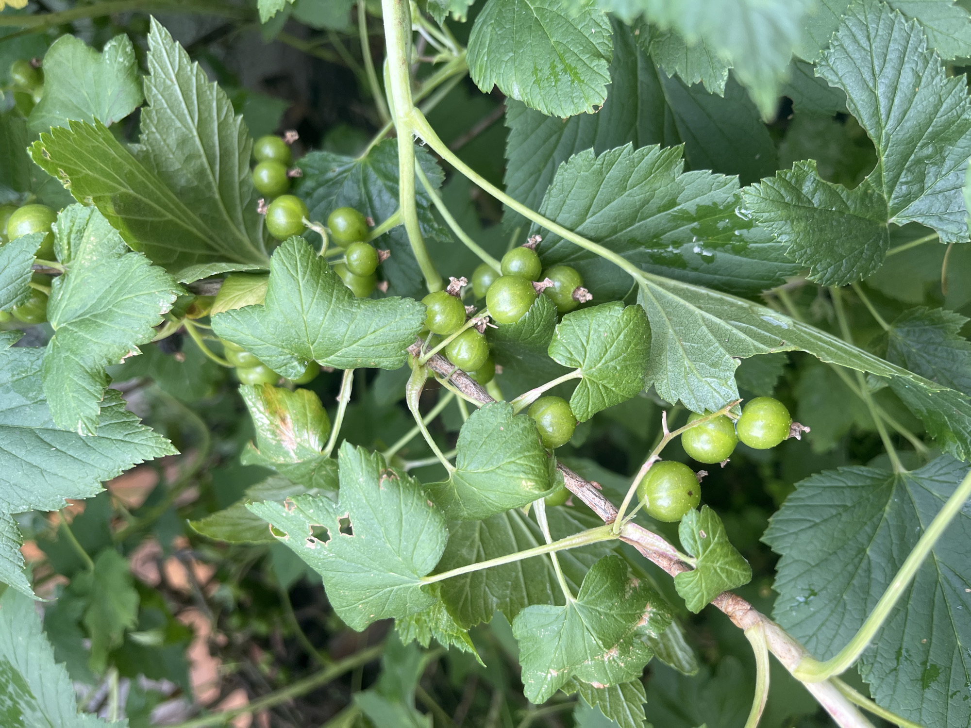 The image shows a close-up view of a bush with unripe green currants and leaves. The currants are clustered on thin stems, and the leaves are broad with serrated edges. Some of the leaves show signs of damage, such as holes and discolored patches. The overall impression is of a natural, outdoor environment, likely a garden or park. The image does not provide enough information to determine the specific location within Kovriga, Russia.