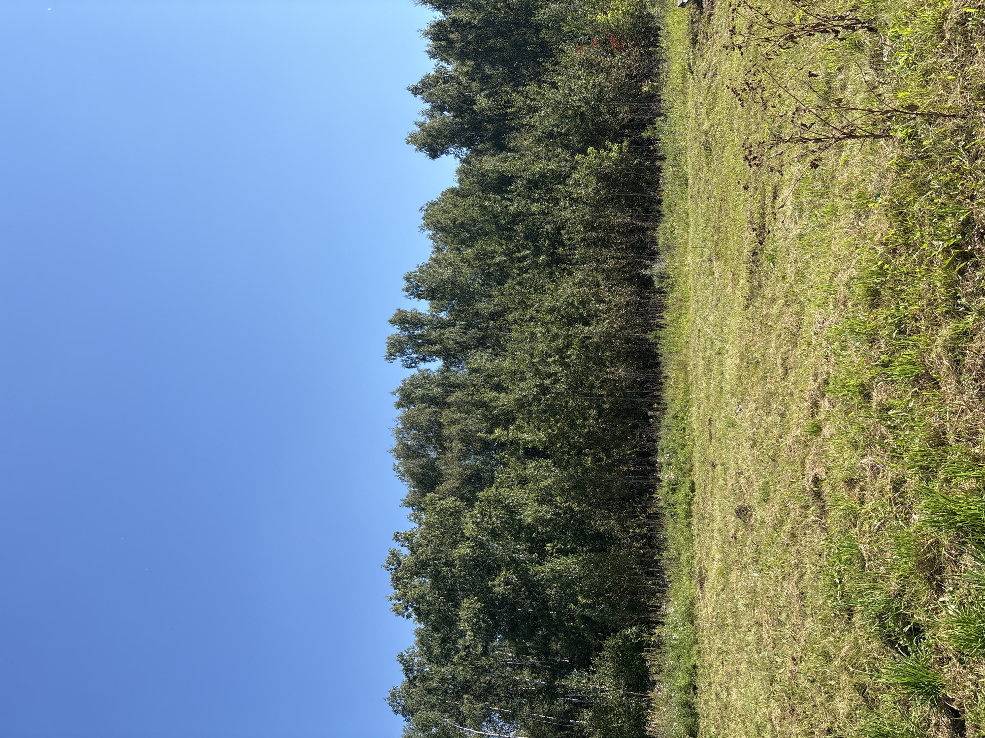 An outdoor, eye-level, full shot shows a bright, clear blue sky above a dense line of green trees. The trees are mostly deciduous with lush green leaves, forming a distinct horizontal band across the image. In front of the tree line, a field of dry, yellowed grass stretches into the foreground, with some patches of greener growth. A few dried, brown plants with seed heads are visible in the lower right corner of the frame. The scene appears to be a natural landscape, possibly on the outskirts of a rural area or park. There are no people, structures, or vehicles visible. The image does not contain information about the specific location in Zapadny, Russia, but suggests a sunny, open outdoor environment during a warmer season.
