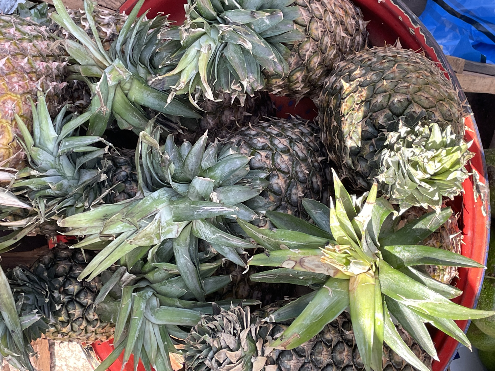The image shows a close-up of a collection of pineapples in a red container. The pineapples are varied in color from green to brown, with spiky green leaves extending from their tops. The container appears to be sitting on a wooden surface, and there is blue tarpaulin visible in the background. The location is Jos, Nigeria.