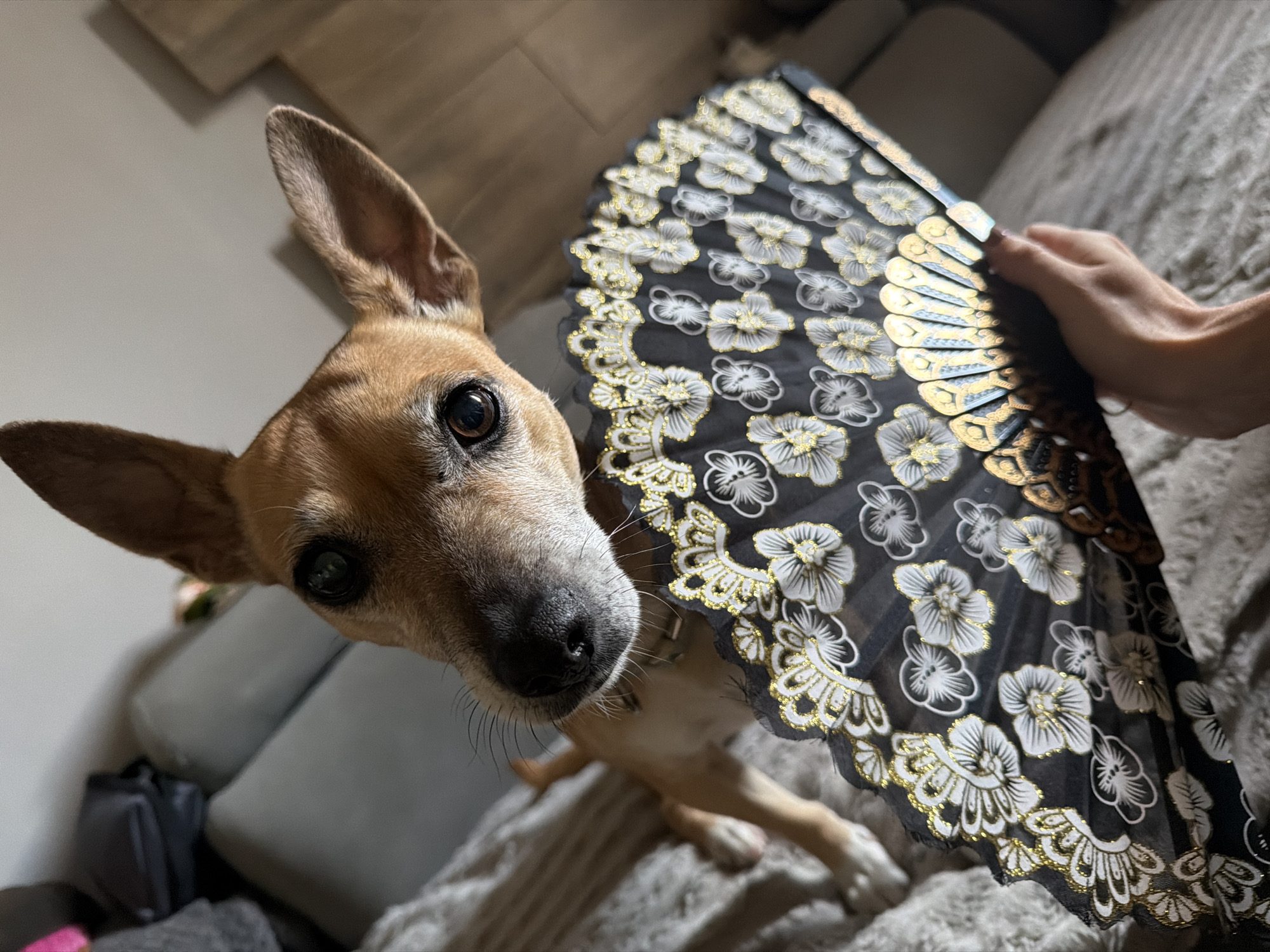 An overhead shot shows a tan-colored dog with large ears looking directly at the camera. The dog is lying on a textured gray blanket. In the foreground, a hand holds a black fan decorated with white and gold floral patterns. The background shows parts of a couch and a wooden headboard. The scene is indoors, likely a bedroom or living room, and no specific location in Svilengrad, Bulgaria is identifiable.