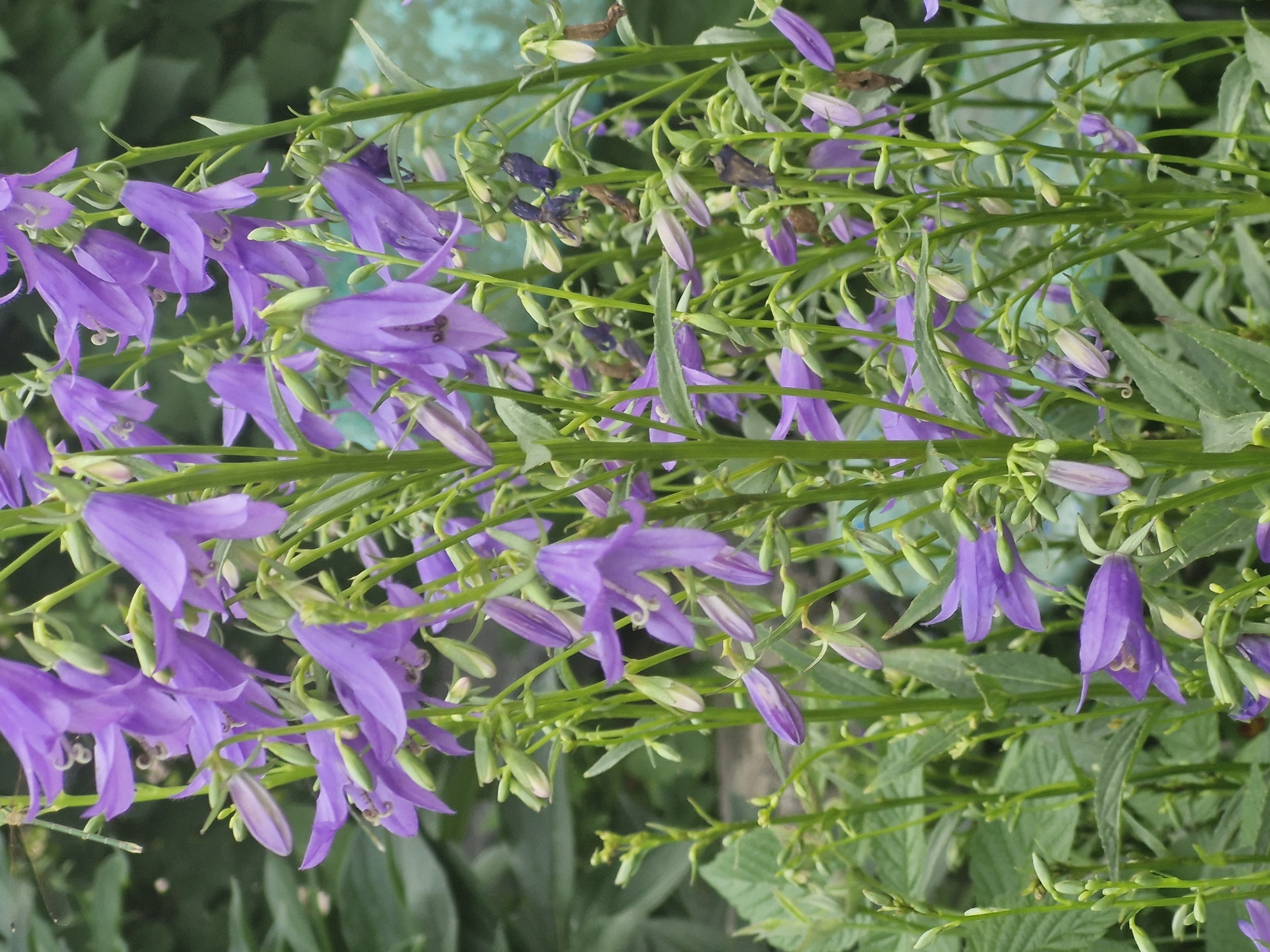 This is a close-up, eye-level, outdoor, natural light photograph of a cluster of Campanula (bellflower) plants in bloom. The flowers are a vibrant purple and have a distinctive bell shape, with some appearing as fully open blooms and others as closed buds. They are clustered along tall, green stems, which are interspersed with green leaves. The background is softly blurred, with hints of green foliage and a muted, light blue or teal structure, possibly a fence or wall. The image captures the delicate texture of the petals and the intricate structure of the flowers and stems. The location is specified as Қонысбай, Kazakhstan, suggesting a natural or garden setting within that region. No people or animals are visible in the image.