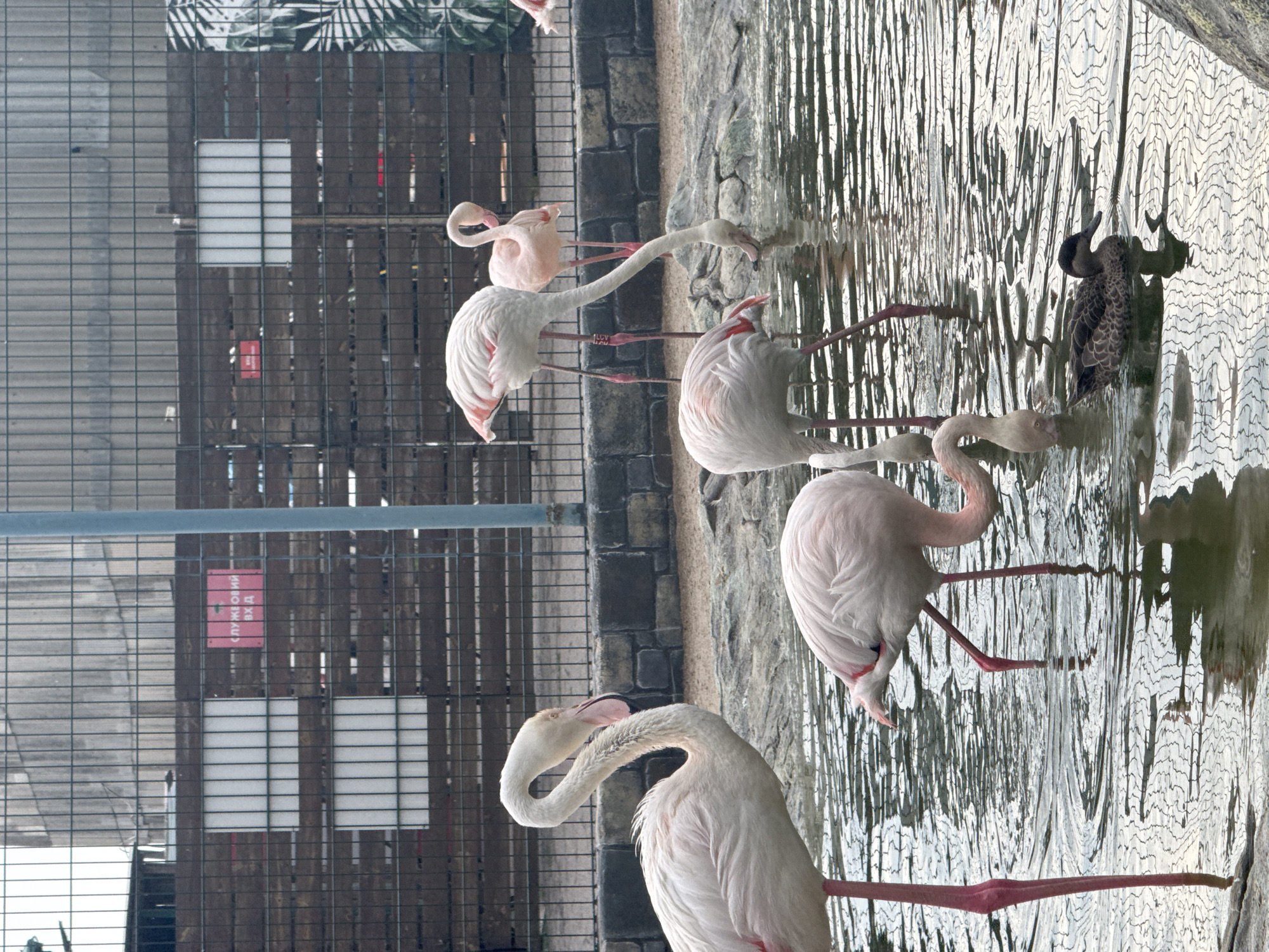 In Zaliznychne, Ukraine, a group of flamingos are gathered in a shallow body of water within an enclosure. Several flamingos, distinguished by their pink and white plumage and long, slender necks and legs, are seen standing and wading in the water. One flamingo in the foreground is captured in profile, its curved neck extended. Another flamingo is bending down, its head submerged in the water, presumably to feed. In the background, a single duck with brown and speckled feathers swims independently. The enclosure features a wire fence in the foreground and wooden paneling and a metal structure in the background. The ground surrounding the water appears to be a mix of sand and rocks.