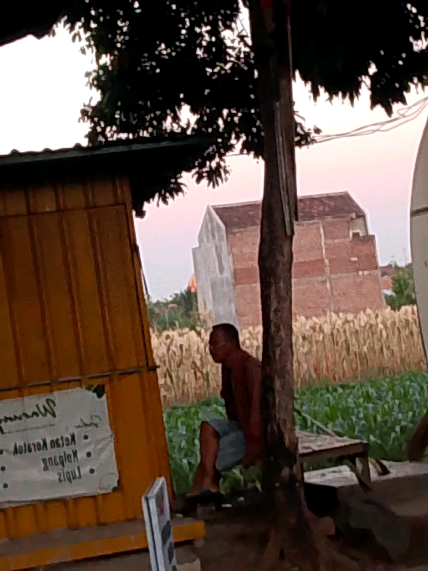 A man is sitting on a wooden bench next to a tree trunk. The man is wearing a brown shirt and blue shorts. He is facing to his left. Behind him, there is a field of cornstalks and two buildings under construction. To his left is a yellow corrugated metal structure with a sign on it. The sign is white and has some writing on it. The background is a hazy sky that appears to be at sunset. The scene is located in Probolinggo, Indonesia.