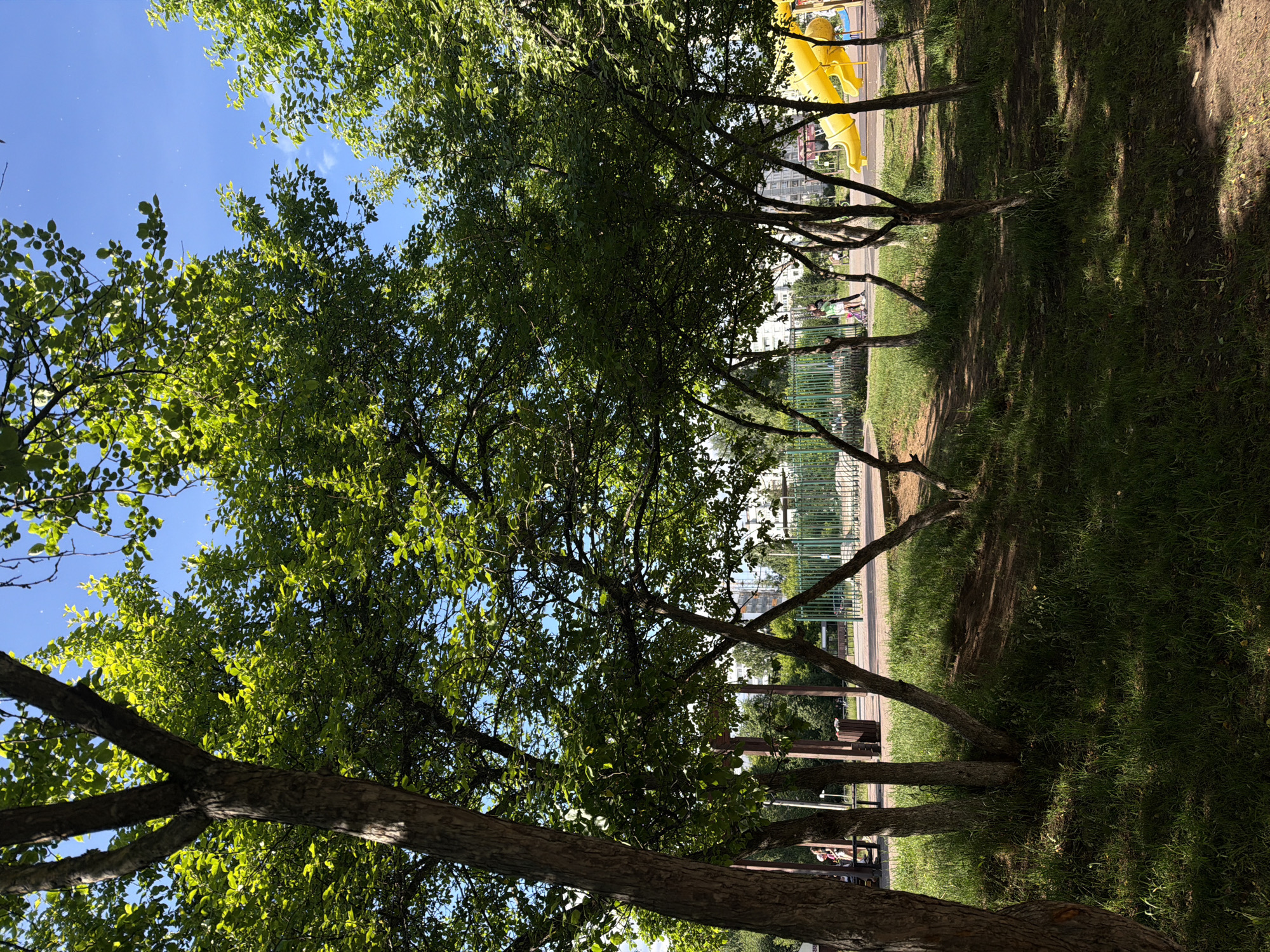 This image depicts an outdoor park or playground area in the city of Chaikovsky, Russia, under bright daylight with a clear blue sky.
The scene is dominated by numerous deciduous trees with full, vibrant green foliage, casting dappled shadows across the ground. The trees have rough, brown-grey trunks, some of which branch into multiple stems close to the ground. The ground consists of green grass interspersed with areas of exposed dirt and worn paths.
In the upper portion of the image, patches of bright blue sky are visible through the tree canopy. Small, light specks, likely pollen or dust, are noticeable against the blue sky in several areas.
In the mid-ground, towards the right, a bright yellow children's slide structure is visible. A tall, dark green metal fence with vertical bars runs across the mid-ground, separating the immediate park from the background. On the left side of the mid-ground, a wooden structure, possibly a pergola or shelter with benches, partially obscures a dark brown trash receptacle.
Several human figures are present:
- Two indistinct figures are partially visible near the wooden structure and bench on the left.
- One individual, dressed in a light green top and dark pants, stands near the green fence, holding a pink child's scooter or similar wheeled toy. A second, less distinct figure is further back near the fence.
In the far background, behind the fence and trees, multi-story urban buildings with light-colored facades are visible under the clear sky. Strong direct sunlight illuminates the scene, creating distinct shadows and bright highlights on the foliage and structures.