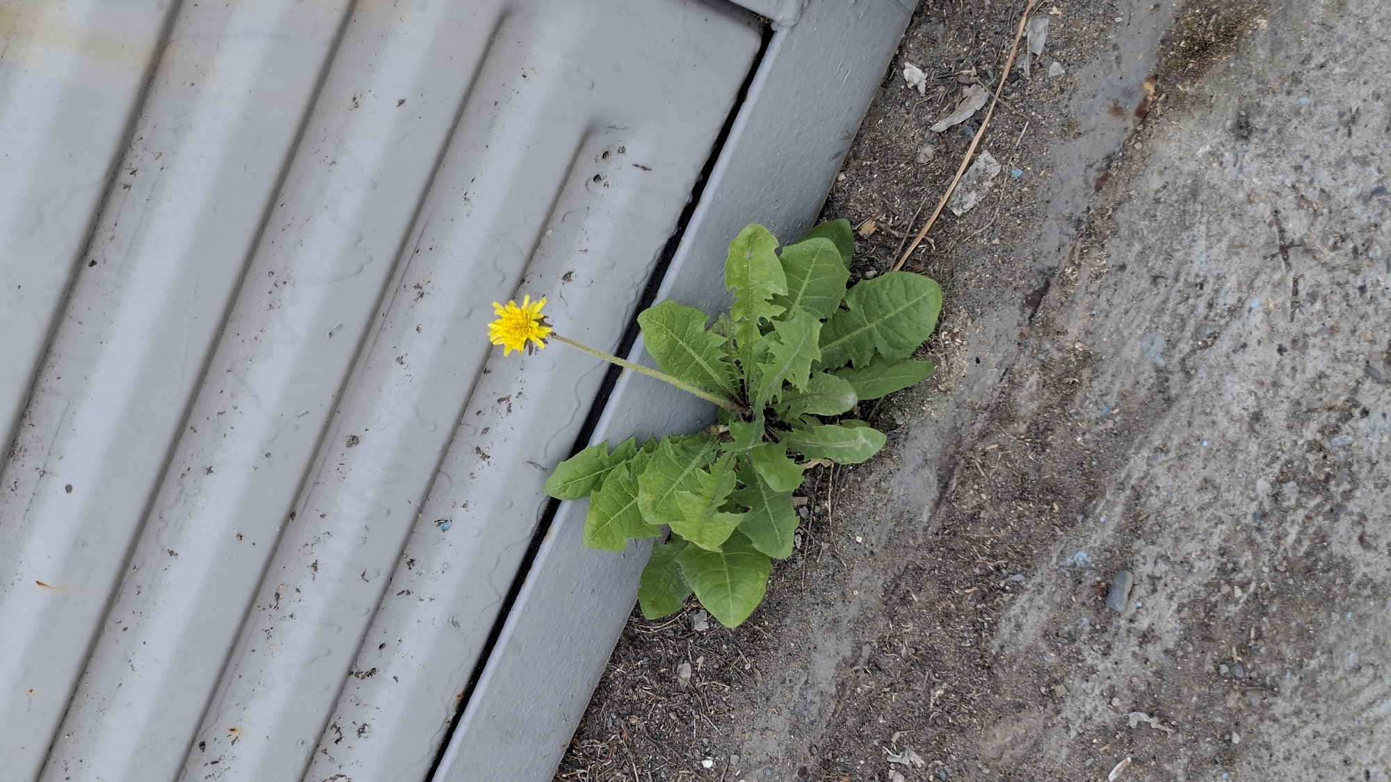 A single dandelion with a yellow flower blooms in the dirt next to a gray corrugated metal wall. The dandelion has large, serrated green leaves. The ground consists of dirt and concrete. The scene is outdoors, likely on a paved surface next to a structure. There are no people visible in the image. This scene does not provide any specific indicators of its location within Shymkent, Kazakhstan.
