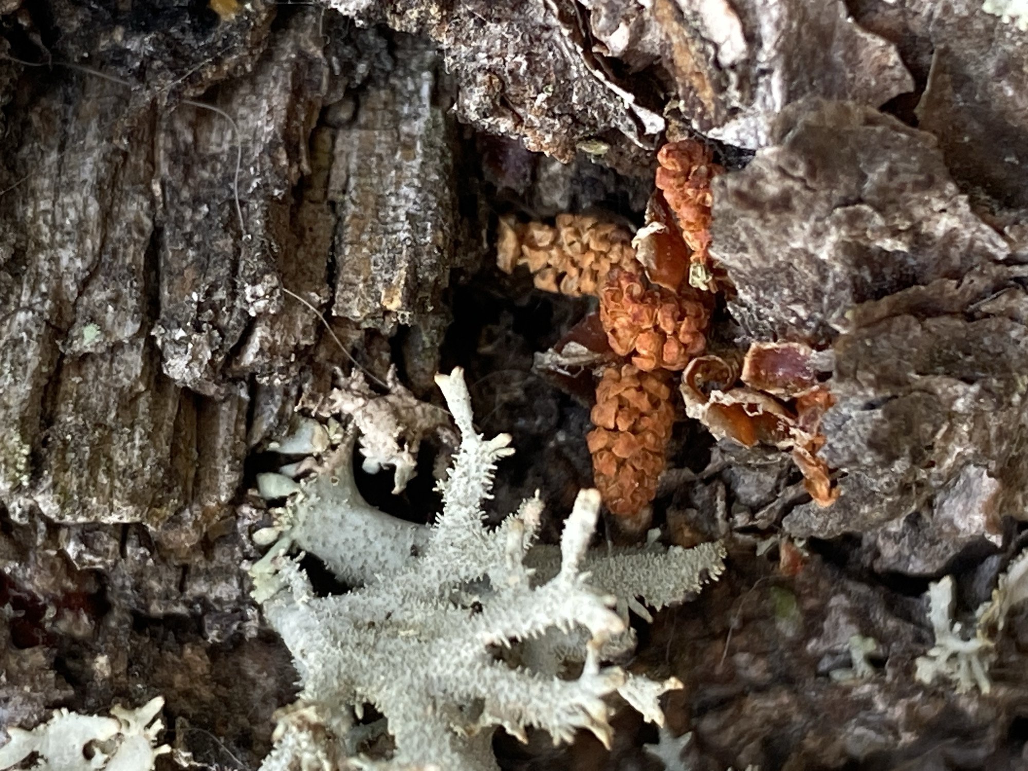 This is a close-up, low-angle shot of tree bark, with a focus on the texture and natural elements present. In the center of the frame, nestled within a crevice of the rough bark, are several small, reddish-brown, cone-like structures, possibly pinecones or seeds. To the left of these, a branch of pale, grey-green lichen is prominently displayed, with its intricate, fractal-like structure contrasting with the bark's ruggedness. The bark itself is deeply grooved and weathered, displaying various shades of brown and grey, with hints of white where lichen may have grown or decomposed. The overall environment appears to be a natural setting, likely an outdoor area where such trees are found. There are no people or identifiable human-made objects in the image. The lighting suggests a natural, possibly overcast, day.