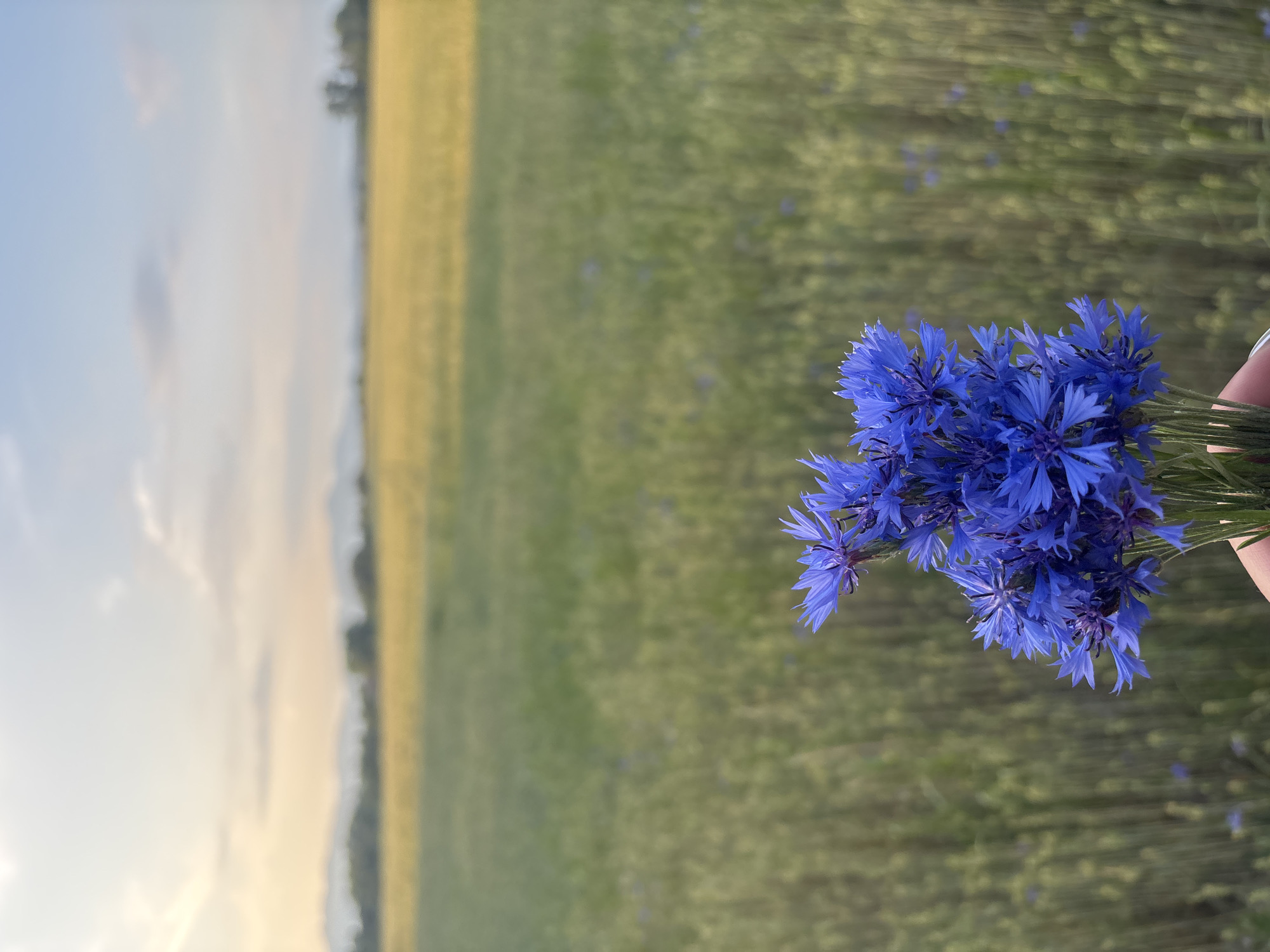 A close-up view captures a human hand holding a small bouquet of vibrant blue cornflowers (Centaurea cyanus) in the lower-center of the frame. The flowers are in sharp focus, presenting intricate petal details and rich color. The background is intentionally blurred, depicting a vast rural landscape under natural light in Chernichevo, Bulgaria.
The immediate background behind the flowers consists of a green field, likely young crops such as wheat or barley, with scattered individual blue cornflowers visible throughout. Beyond this, a distinct horizontal band of golden-yellow field, suggesting mature crops, stretches across the middle ground. In the far distance, hazy outlines of low mountains or hills are visible. The sky above transitions from a pale blue at the top to soft yellow-orange hues near the horizon, indicating late afternoon or early evening light. A few faint, wispy clouds are scattered across the sky. No other persons or significant structures are discernible.