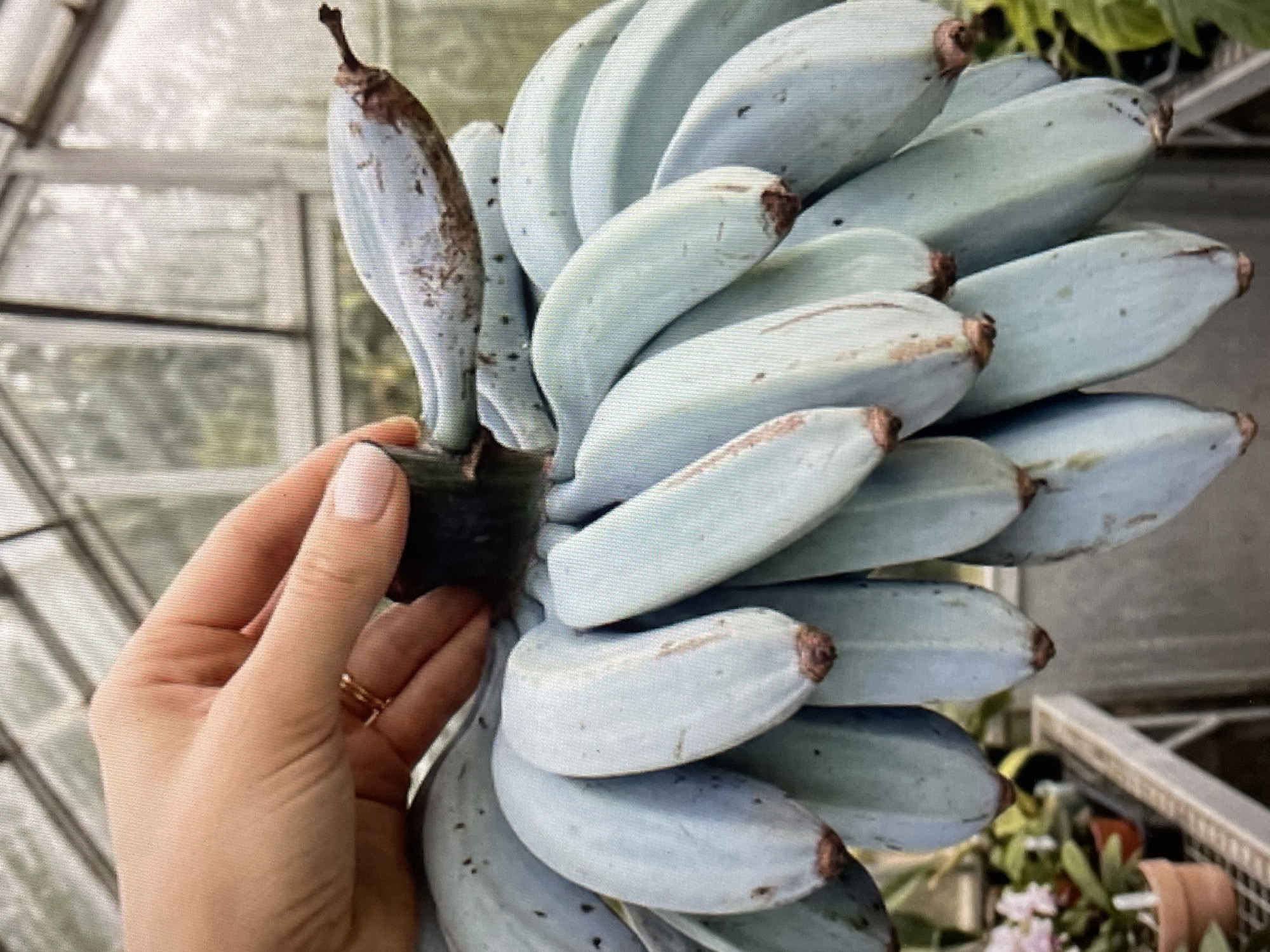 A hand, adorned with gold rings, holds a bunch of blue bananas. The bananas are pale blue and have dark tips. They are tightly packed together, forming a cluster. The background shows a windowed enclosure, possibly a greenhouse. The location is Unknown, Unknown.