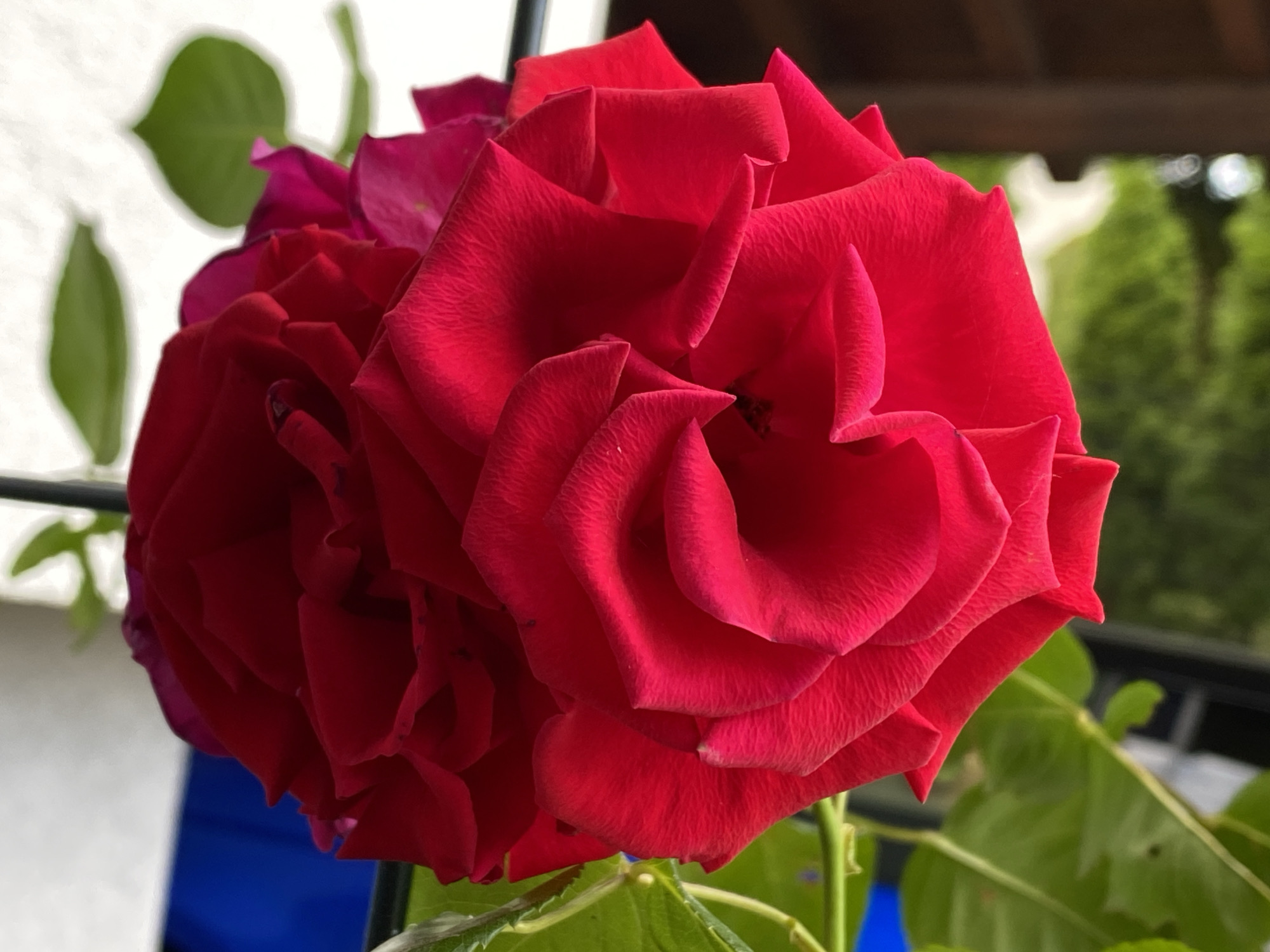 The image is a close-up, eye-level, medium shot of a vibrant red rose. The rose's petals are tightly furled in the center and unfurl outwards, revealing layered textures and a rich, velvety sheen. The lighting creates subtle shadows and highlights on the petals, emphasizing their delicate curves. The background is softly blurred, showing hints of green foliage, a white wall, and a dark wooden structure overhead, suggesting an outdoor setting, possibly a balcony or garden. There are no people or discernible actions taking place. The image appears to be taken in a residential or garden area within Purkersdorf, Austria, indicated by the presence of typical European residential architectural elements and flora.