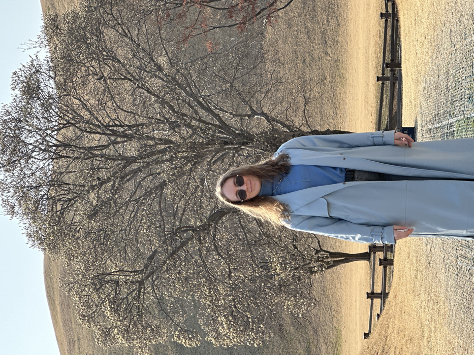 An adult female stands centered in an outdoor, brightly lit scene within the Daereungwon Tomb Complex (Cheonmachong Tomb Area) in Gyeongju-si, South Korea. She is observed from the waist up, facing the camera directly with a slight smile and wearing dark, oval-framed sunglasses. Her long, wavy brown hair falls over her shoulders. She is dressed in a light blue turtleneck sweater, a long light blue trench coat, and dark trousers or jeans. A silver-colored chain necklace is visible.
Behind her, a large, bare deciduous tree with numerous light-colored buds dominates the mid-ground, flanked by other smaller, similarly bare trees; one tree to the far right exhibits reddish-brown leaves. The ground is covered in dry, light brown grass, indicative of late winter or early spring. Rolling, grassy hills, characteristic of ancient Silla burial mounds, form the distant background under a clear sky. A two-railed wooden fence runs horizontally behind her to the left. A light gray, textured paved path extends from beneath her feet into the foreground, and a small blue sign with white Korean text is partially visible on the ground to the right of the path. The scene is illuminated by strong sunlight, creating subtle shadows.
