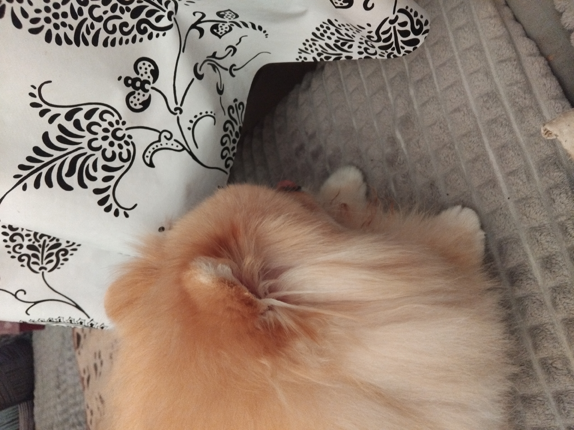 The image shows a close-up, low-angle view of a fluffy Pomeranian dog's hindquarters and tail. The dog is light orange in color and has its back to the camera, with its head turned to the right and slightly out of frame. It is lying on a textured gray surface, possibly a blanket or rug. To the right of the dog is a white cloth with black floral patterns, which appears to be a tablecloth or fabric draped over furniture. The lighting is soft and diffused. There are no people visible in the image. The scene is indoors, likely in a domestic setting. No specific details about Apriltsi, Bulgaria are discernible from the image itself; it is a general domestic scene.