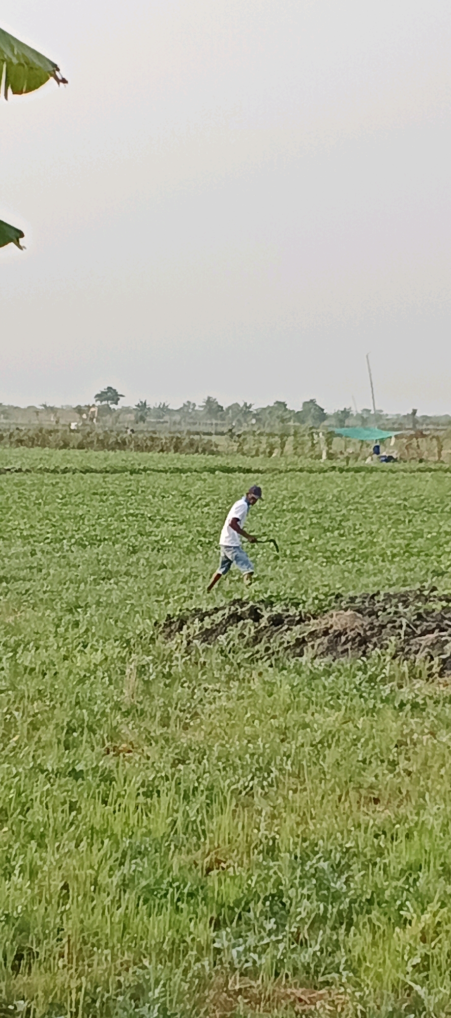 A lone farmer, wearing a white t-shirt and blue shorts, works in a lush green field. He is bent over, holding a tool that appears to be a hoe, and is tending to the soil. The field is vast, with rows of green crops stretching towards the horizon. In the distance, a line of trees and vegetation marks the edge of the cultivated land, with a faint haze obscuring the far background. The sky is overcast and a pale, muted color. A few green leaves from a plant hang in the upper left corner of the frame, suggesting the presence of vegetation close to the viewer. The scene depicts rural agricultural work, likely taking place in a village or remote area within Latukan, Indonesia.