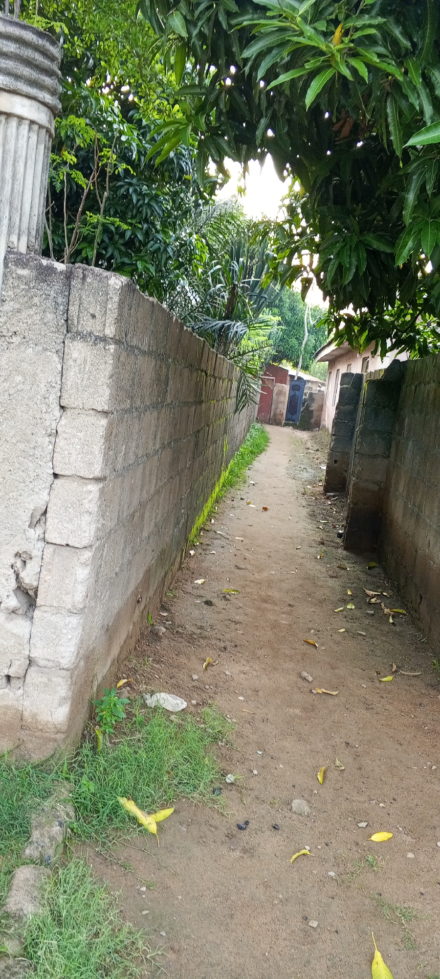The image depicts a narrow, unpaved pathway between two concrete block walls, extending into the distance. Lush green foliage, including trees with large leaves, overhangs the pathway and walls from above, creating a shaded environment. The ground is primarily composed of dry earth and sand, scattered with fallen leaves and a few small stones. To the right of the pathway, a portion of a simple building with a light-colored facade and windows is visible, along with several doors painted in red, blue, and other colors. On the left side of the pathway, a weathered concrete pillar with vertical grooves stands near the foreground, adjacent to the block wall. Patches of green grass grow along the base of the walls, with a few yellow leaves scattered on the ground and grass. The overall scene suggests an outdoor, possibly residential, area in a warm climate. This scene is located in the city of Jalingo, Nigeria.
