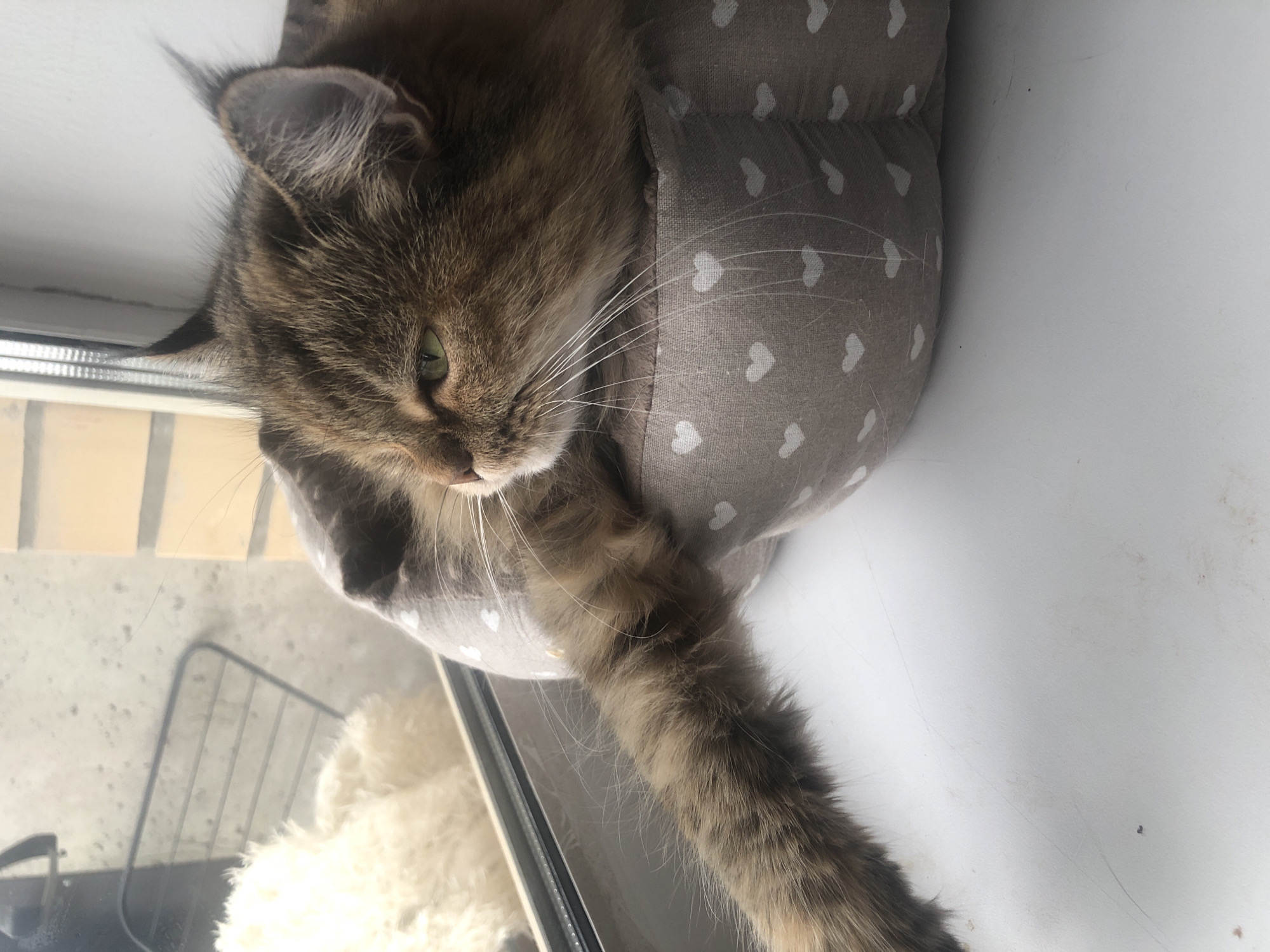 A domestic cat is nestled in a heart-patterned pet bed on a white surface, likely a windowsill. The cat is a long-haired tabby with green eyes and appears relaxed, with one paw extended forward. The background shows a glimpse of the outdoors through glass, suggesting a daytime setting. The lighting is natural, coming from the side, and highlights the cat's fur and whiskers. The scene is quiet and domestic, conveying a sense of comfort and contentment. There is no visible text in the image.