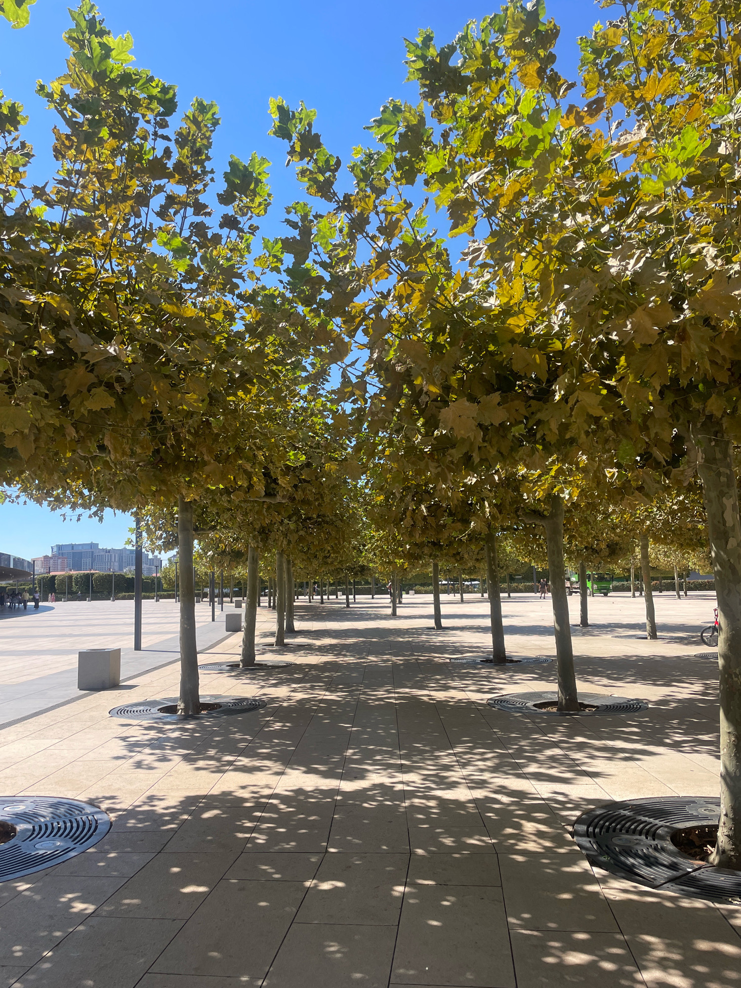 An outdoor, eye-level, medium shot captures a row of sycamore trees lining a paved pedestrian walkway under a clear blue sky. The trees, with their characteristic patterned bark, are heavily laden with foliage that has begun to turn autumnal shades of yellow and green, with some browning. Sunlight filters through the leaves, casting dappled shadows on the light-colored, stone-tiled ground. In the foreground, circular, metal grate tree rings are visible around the base of the trees. Beyond the trees, a modern urban landscape unfolds with low-rise buildings and a distant view of taller structures. A few individuals are visible in the mid-ground, walking on the paved area, and a red bicycle is parked near the right edge of the frame. The scene appears to be a public plaza or promenade, designed with an emphasis on integrating nature into the urban environment. This location is likely the "Avrora Mall" in Krasnodar, Russia, a popular shopping and entertainment complex known for its modern design and landscaped public spaces.
