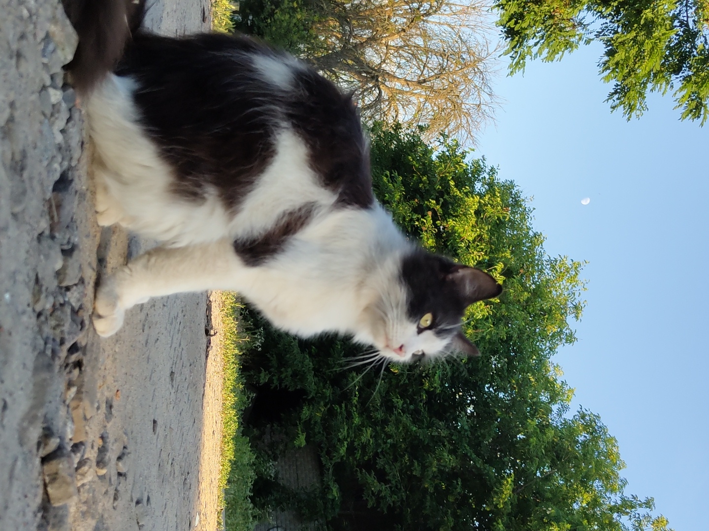 A medium shot captures a black and white cat sitting outdoors on a gravel path. The cat is facing to the right, with its body angled slightly away from the camera. Its fur is a mix of black and white patches, and it has yellow eyes. In the background, lush green trees form a dense foliage, and a faint crescent moon is visible in the clear blue sky. The ground beneath the cat is a mixture of dirt and small stones, with some larger rocks scattered around. The lighting suggests it is daytime, with the sun casting gentle shadows.