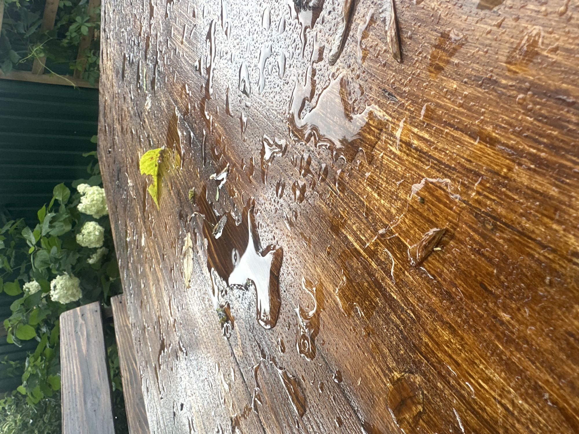 The image depicts a close-up view of a wet wooden picnic table, likely outdoors. The table surface is a rich, dark brown wood with visible grain patterns. Numerous water droplets of varying sizes are scattered across the table, reflecting light and creating a glossy appearance. Some larger puddles have formed, distorting the reflection of the wood grain beneath. In the upper left portion of the image, a wooden bench can be seen, also appearing damp. Behind the table and bench, lush green foliage with white hydrangea flowers is visible, suggesting a garden or park setting. A dark green fence runs horizontally across the background, and a wooden fence post is partially visible on the far right. The overall impression is one of a recent rain shower on an outdoor seating area. There are no people or animals present in the image. The location is described as Staritsa, Russia.