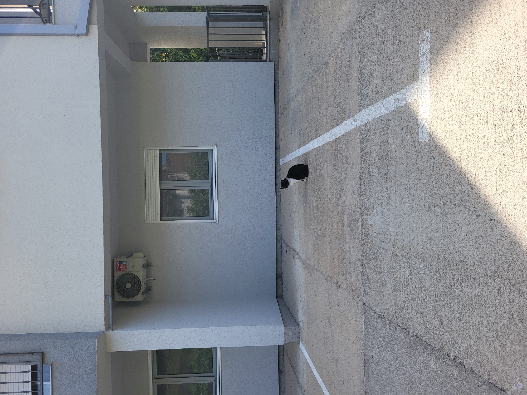 A parking area in Budva, Montenegro, with a black and white cat standing near a white painted parking line on a concrete surface. A building with an air conditioning unit and two windows is visible to the left of the cat. A metal railing structure is visible at the top of the image.