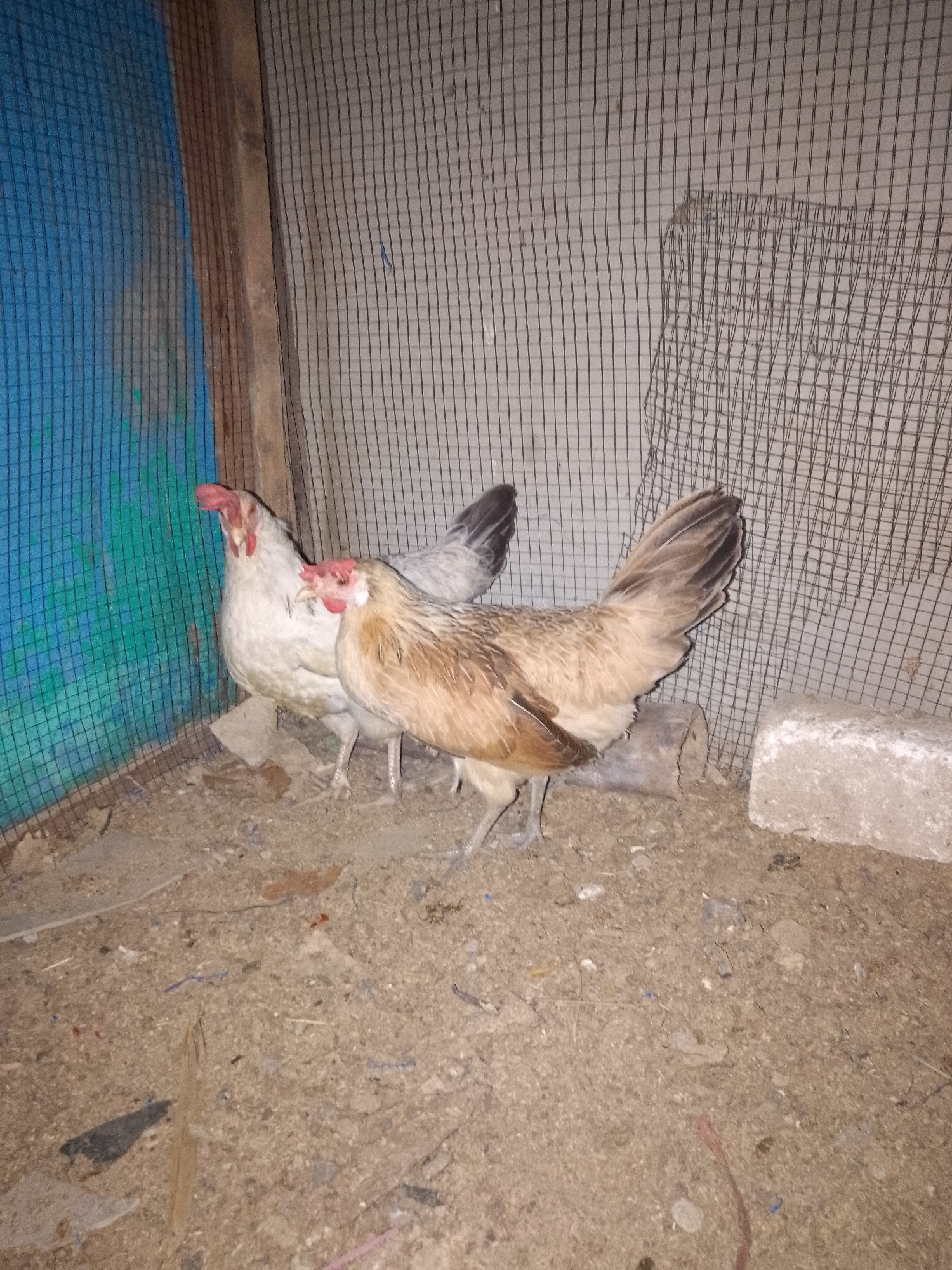 Two chickens are standing inside a pen made of wire mesh and wooden posts. The chicken on the left is white with red wattles and comb. The chicken on the right is tan and brown. The ground inside the pen is dirt and debris. The back wall of the pen is covered with a blue tarp. The pen appears to be located in an outdoor or semi-outdoor area, possibly a backyard or a farm. The lighting suggests it may be nighttime or a dimly lit indoor space. The image does not provide information to ascertain the location within Kadungrembug, Indonesia.