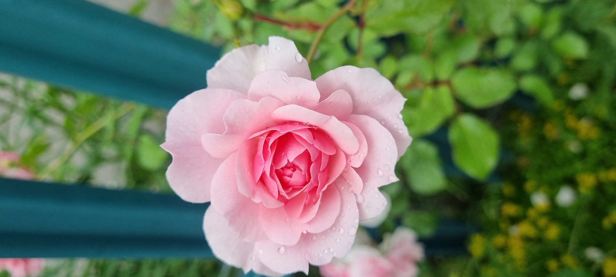 In Romashkovo, Russia, a close-up, vertical shot focuses on a delicate, pale pink rose with deeper pink at its center. The rose is covered in small water droplets, suggesting recent rain or dew. Its petals are layered and slightly ruffled. In the background, blurred teal posts are visible, along with lush green foliage. The lower portion of the image shows a bokeh effect with hints of yellow and white flowers among the green leaves. The overall impression is of a tranquil garden setting after a light shower.