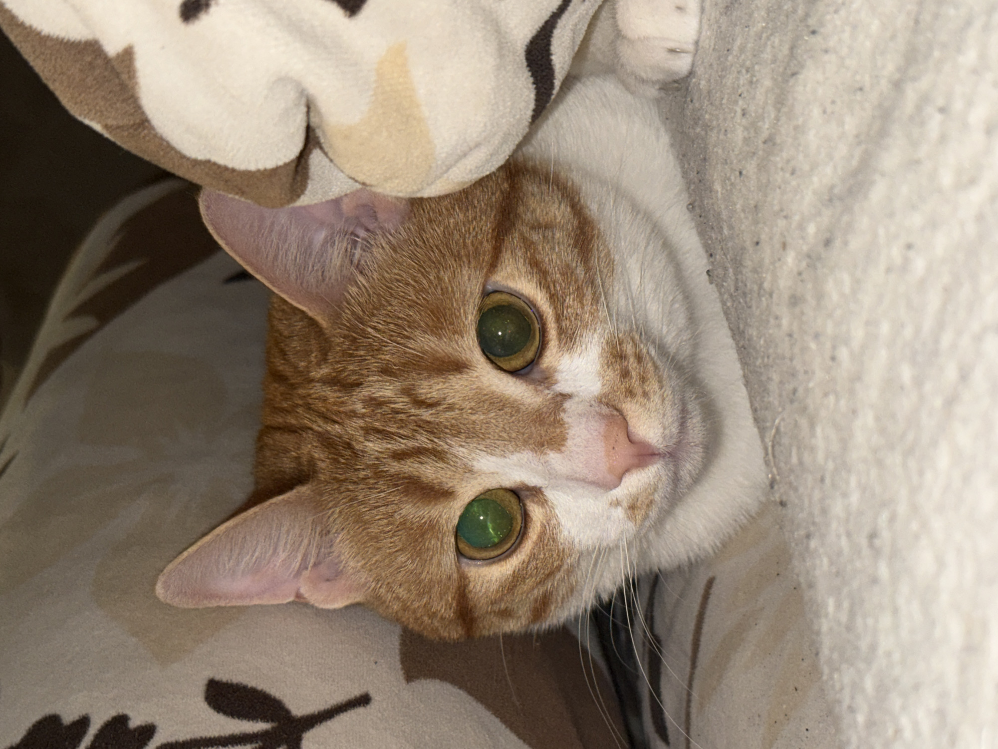 A close-up, high-angle shot shows a ginger and white cat lying on patterned bedding. The cat is partially covered by a patterned blanket or pillow. Its head is facing upwards with its green eyes gazing directly at the camera. The cat's body is partially obscured by the bedding. No people are visible. The environment suggests a domestic interior. The image does not appear to have been taken in the city of Bar, Montenegro.