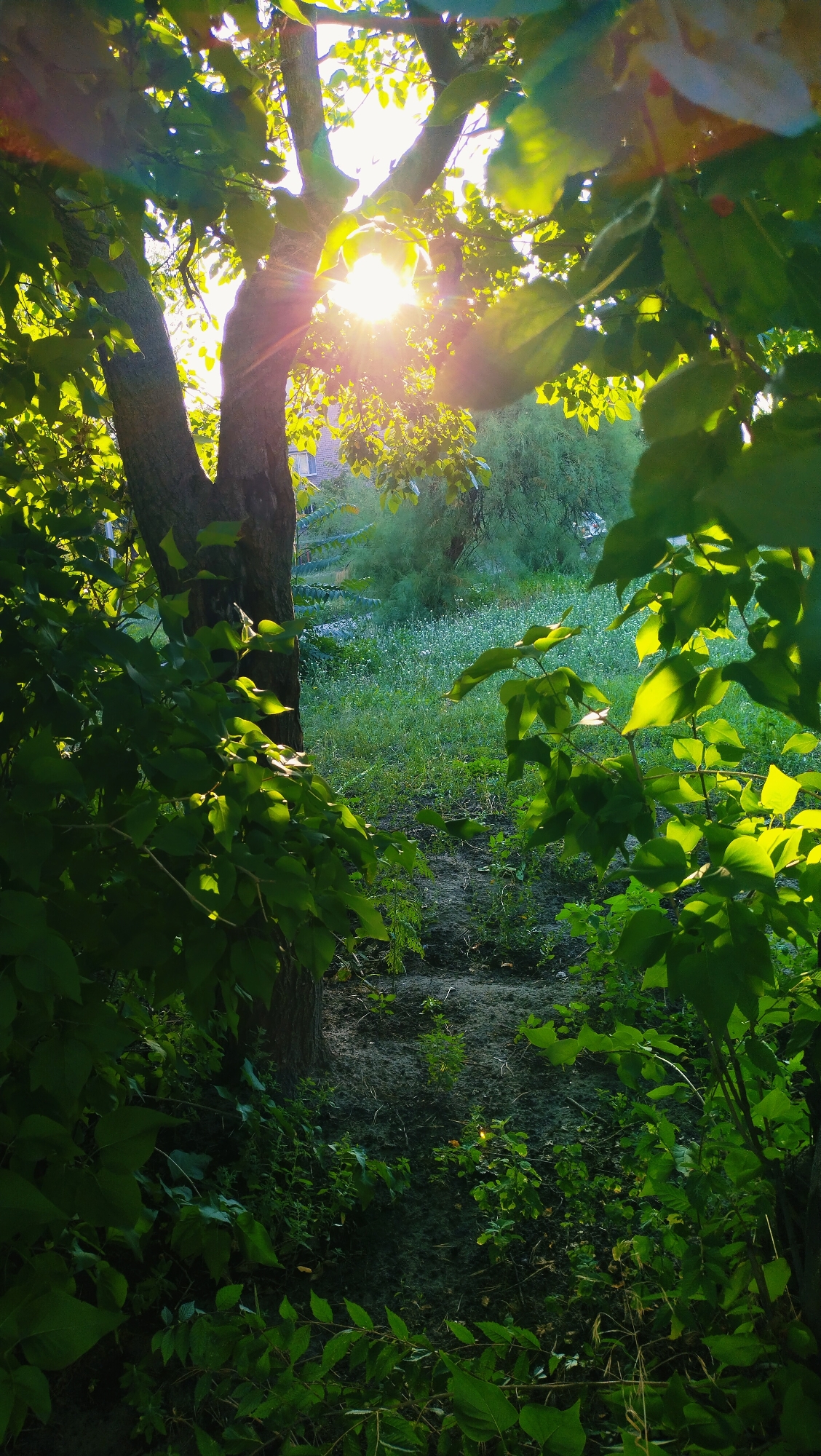 The image depicts a sun-drenched natural scene with a path leading through lush greenery. The sun's rays pierce through the leaves of a large tree in the foreground, creating a lens flare effect and casting a warm glow. The path itself appears to be made of dirt and possibly some small stones, winding through a meadow filled with white flowers and other vegetation. In the background, a building with windows is partially visible through the trees, suggesting a semi-urban or suburban setting. The overall impression is one of a serene, sunlit natural landscape.
