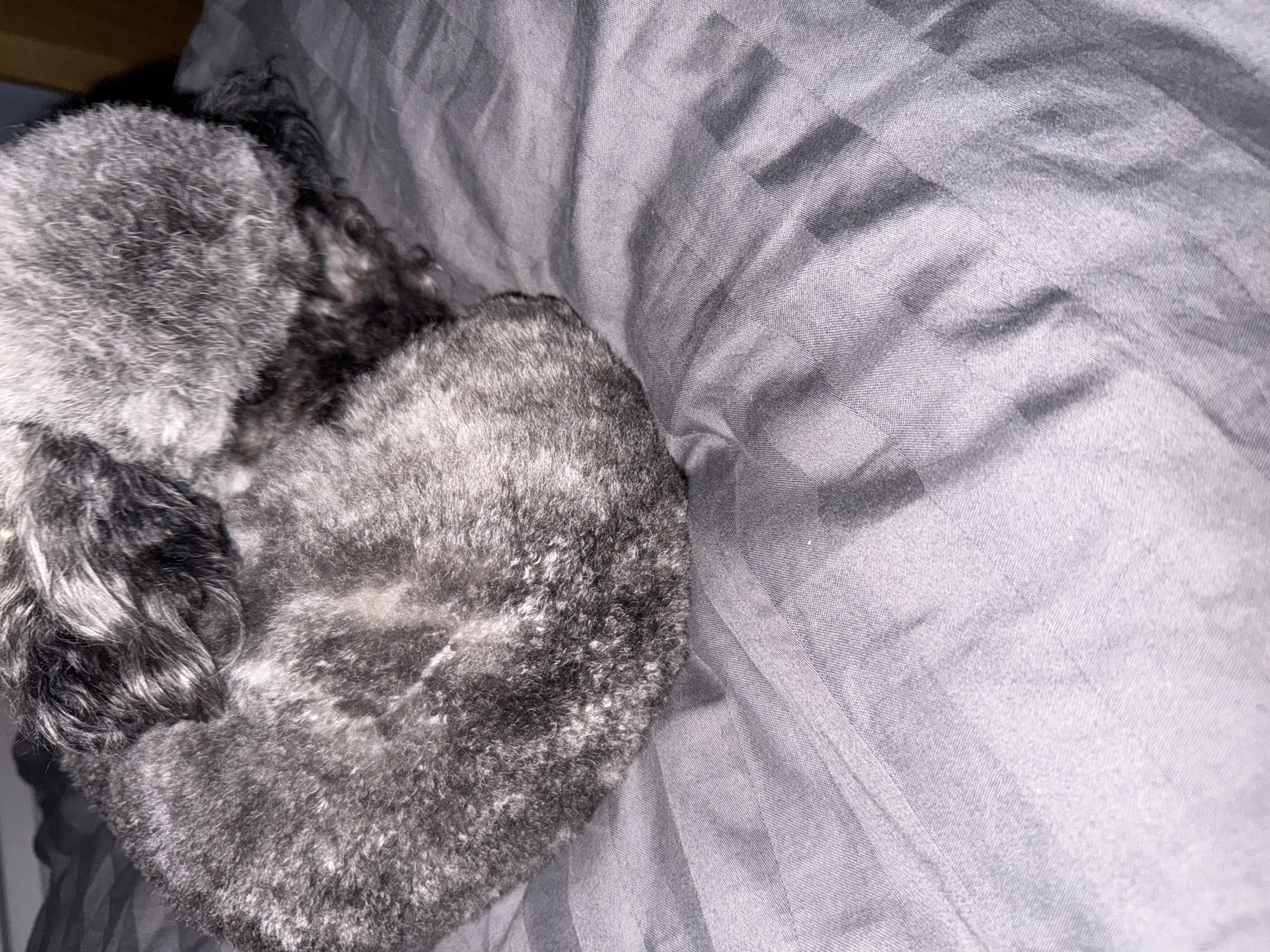 A gray poodle lies curled on a gray striped bed sheet. The poodle is on the left side of the frame. The bed sheet takes up most of the frame on the right. The location is unspecified.