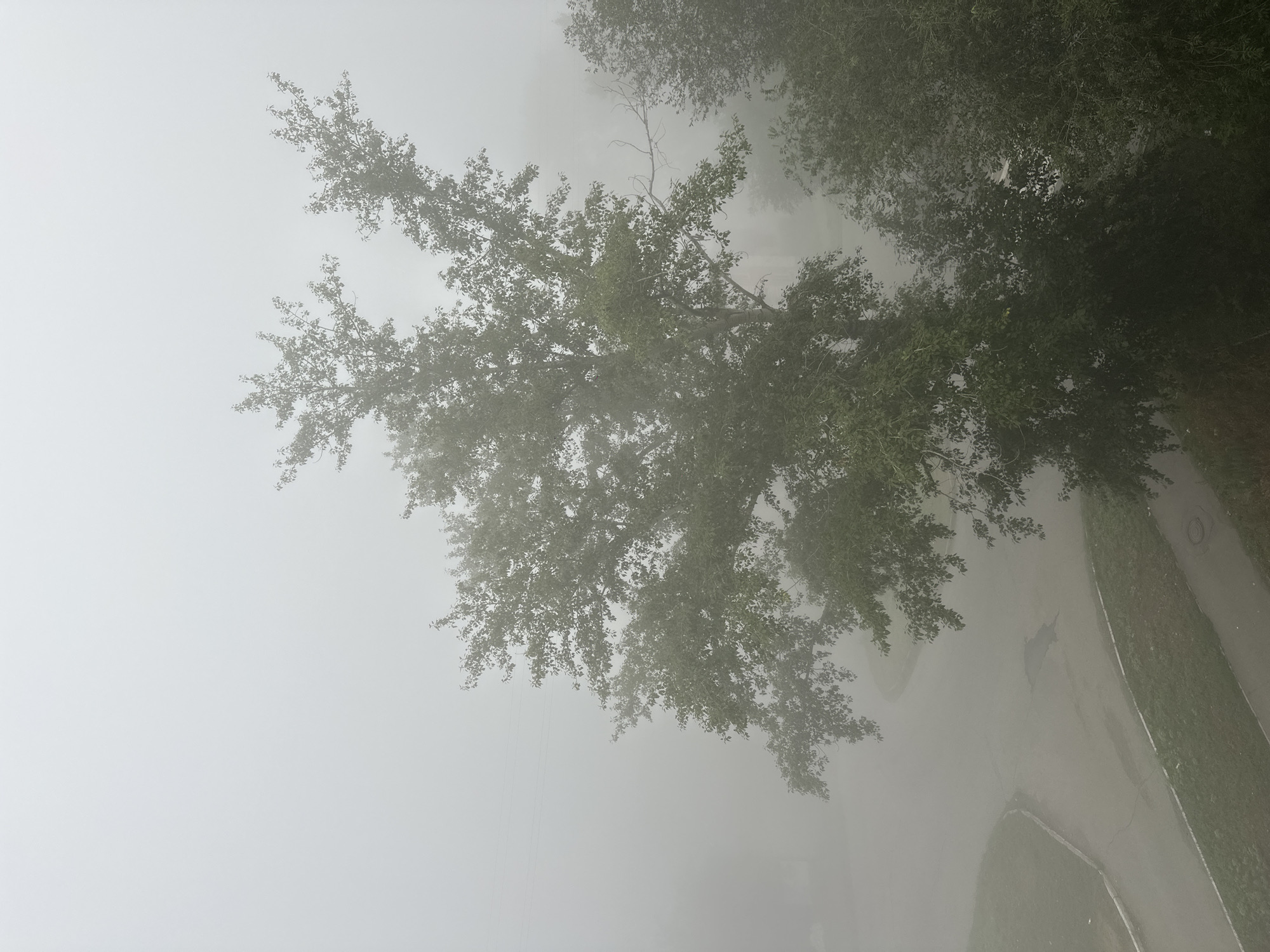 A dense fog obscures the view of a street and trees in Biysk, Russia. The image is taken from a high vantage point, looking down on a curved road with a patch of grass on the left and a sidewalk on the right. A large tree with green leaves dominates the center and right of the frame, its branches reaching out into the hazy sky. Other trees are visible in the background, also shrouded in fog. The overall atmosphere is calm and muted due to the weather conditions.