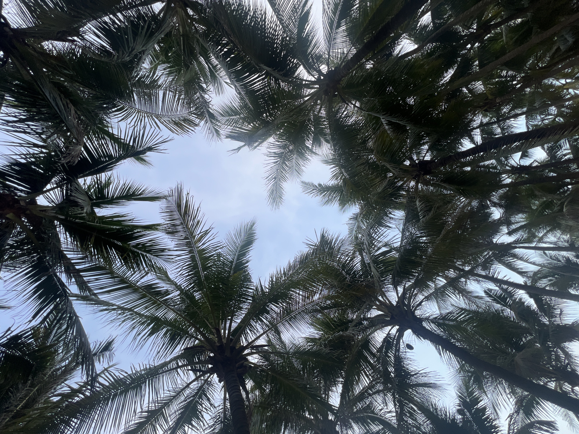 The image is an upward-looking shot of dense palm trees with a light blue sky visible through their fronds. The perspective is from below, looking up through the canopy of the trees. The palm fronds are dark green and form a dense, somewhat shadowy cover over the sky. The sky itself is a pale blue with some wispy white clouds, suggesting it is daytime, likely morning or late afternoon given the soft lighting and absence of harsh shadows.
The scene evokes a tropical or subtropical environment, common in coastal regions. The thick foliage of the palm trees indicates a well-established grove or forest. The orientation of the shot suggests someone is standing directly beneath the trees, gazing upwards. There is a small, dark oval-shaped object hanging from one of the palm fronds in the upper center of the image, possibly a coconut or a fallen leaf.
Given the location context of Đà Nẵng, Vietnam, this scene is consistent with the tropical climate and common vegetation found in beach resorts or coastal areas of the city. The overall mood is peaceful and natural, highlighting the beauty of the tropical foliage against the sky. There is no visible text in the image.