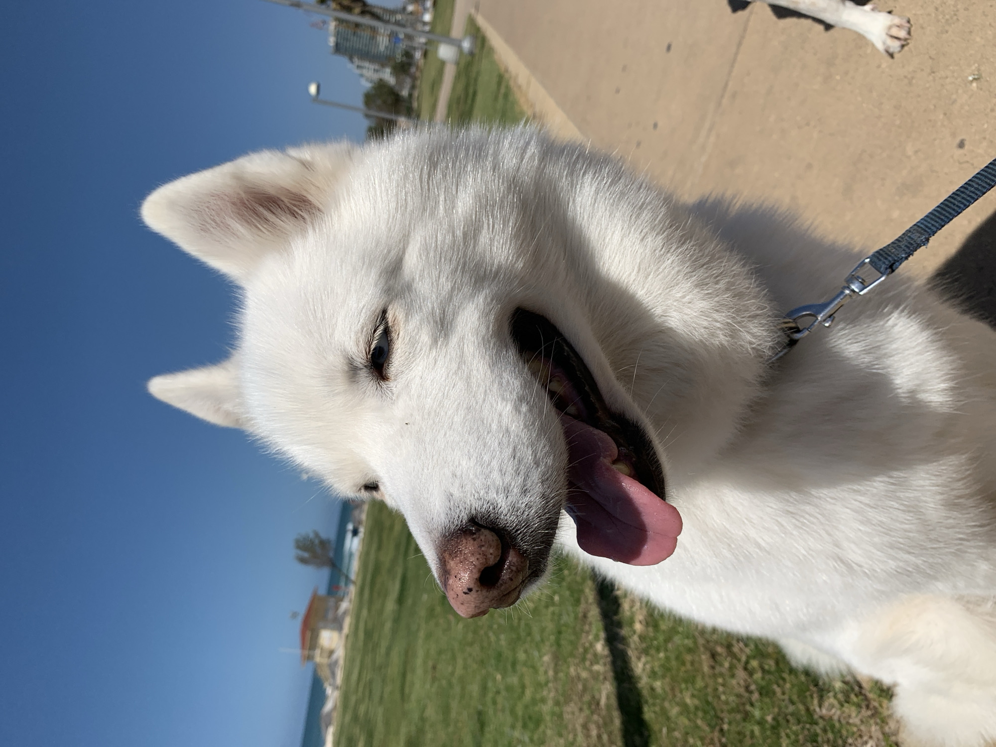 A medium shot shows a white dog with its tongue hanging out on a leash outdoors. The dog has a pink tongue, a pink-and-brown nose, and light blue eyes. The dog’s head is angled down and to the left, with the mouth open. The dog is attached to a light blue leash. The background shows a paved area, grass, the Mediterranean Sea, and several buildings in the city of Tel-Aviv, Israel. Another dog's leg is partially visible in the top-right corner of the shot.