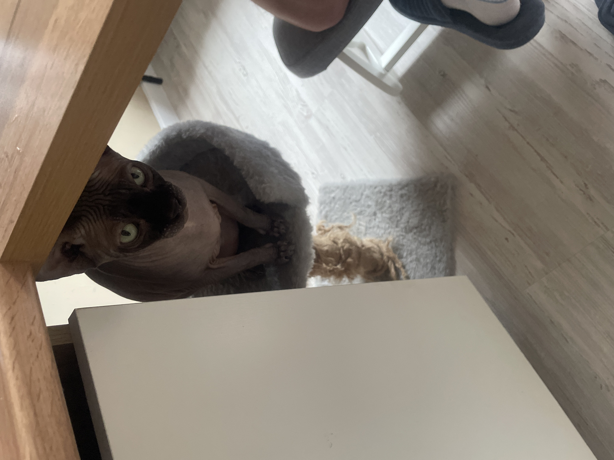 A hairless cat is perched in a gray pet bed, looking up towards the camera. The bed sits on a gray rug. A white cabinet is in the foreground. Part of a wood frame is also visible on the left. Two gray slippers are at the top of the frame, resting on a surface. The background is a light wood floor.