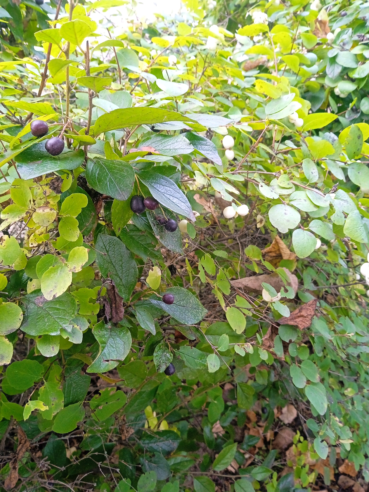 In Lida, Belarus, a dense bush laden with leaves and berries is captured in a close-up, eye-level shot. The foliage is a vibrant mix of greens, with some leaves exhibiting a yellowish hue, suggesting the onset of autumn. Scattered among the leaves are numerous small, round berries. The berries are of two distinct colors: some are a deep, dark purple, while others are a stark, opaque white. The white berries appear to be clustered together, while the purple berries are more spread out. The bush is thick and entangled, with thin, woody branches forming its structure. The background is a blur of more greenery and dappled light, suggesting an outdoor setting, possibly a park or garden within the city of Lida. The ground beneath the bush is partially visible, covered in fallen leaves and twigs.