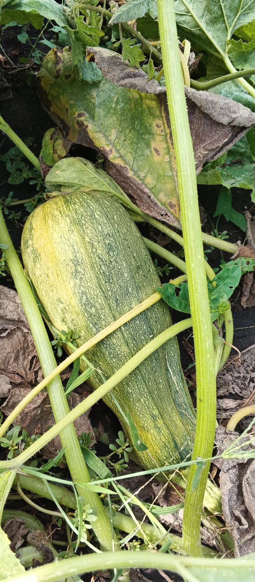 In Popivka, Ukraine, a close-up, eye-level shot captures a long, green and yellow striped squash resting among its vine and foliage. The squash, a central subject, is elongated with a rounded end and a tapered stem end. Its skin exhibits a textured pattern of light and dark green stripes, with areas of yellowing, suggesting it is ripe or nearing ripeness. Several thick, green, ribbed vines from the squash plant surround and intertwine with the fruit, some passing directly in front of and behind it. Large, somewhat wilted leaves, some with brown and yellow discoloration, are visible in the background and framing the scene, indicating a natural, outdoor environment. Small green weeds and dry, brown leaf litter are scattered on the dark soil beneath the plant. The overall impression is one of a vegetable garden setting, with the focus sharply on the mature squash.