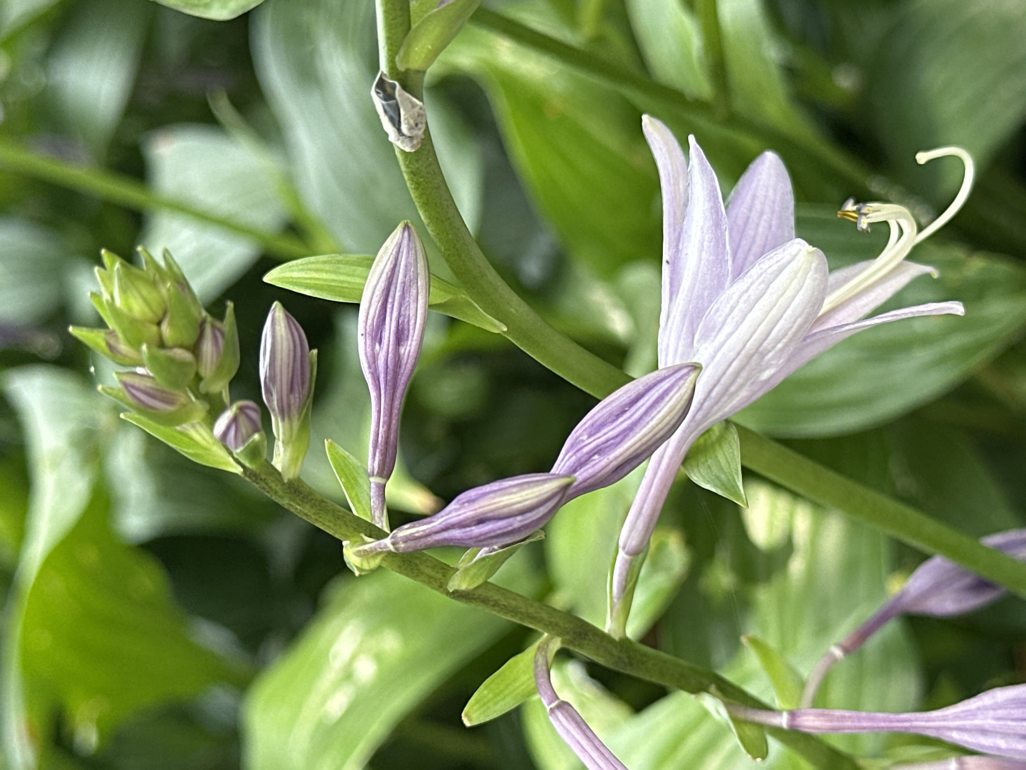 A close-up, shallow-depth-of-field shot captures a cluster of pale purple hosta flowers and buds against a blurred background of green foliage. The flowers, in various stages of bloom, are delicate and trumpet-shaped with prominent light-colored veins. A single open bloom on the right displays its stamen and pistil. The plant stems are green and slightly textured. The image was taken outdoors in Yessentuki, Russia, likely in a garden or park setting given the lush greenery and flowering plants. There are no people or animals visible in the frame. The overall impression is one of natural beauty and botanical detail.