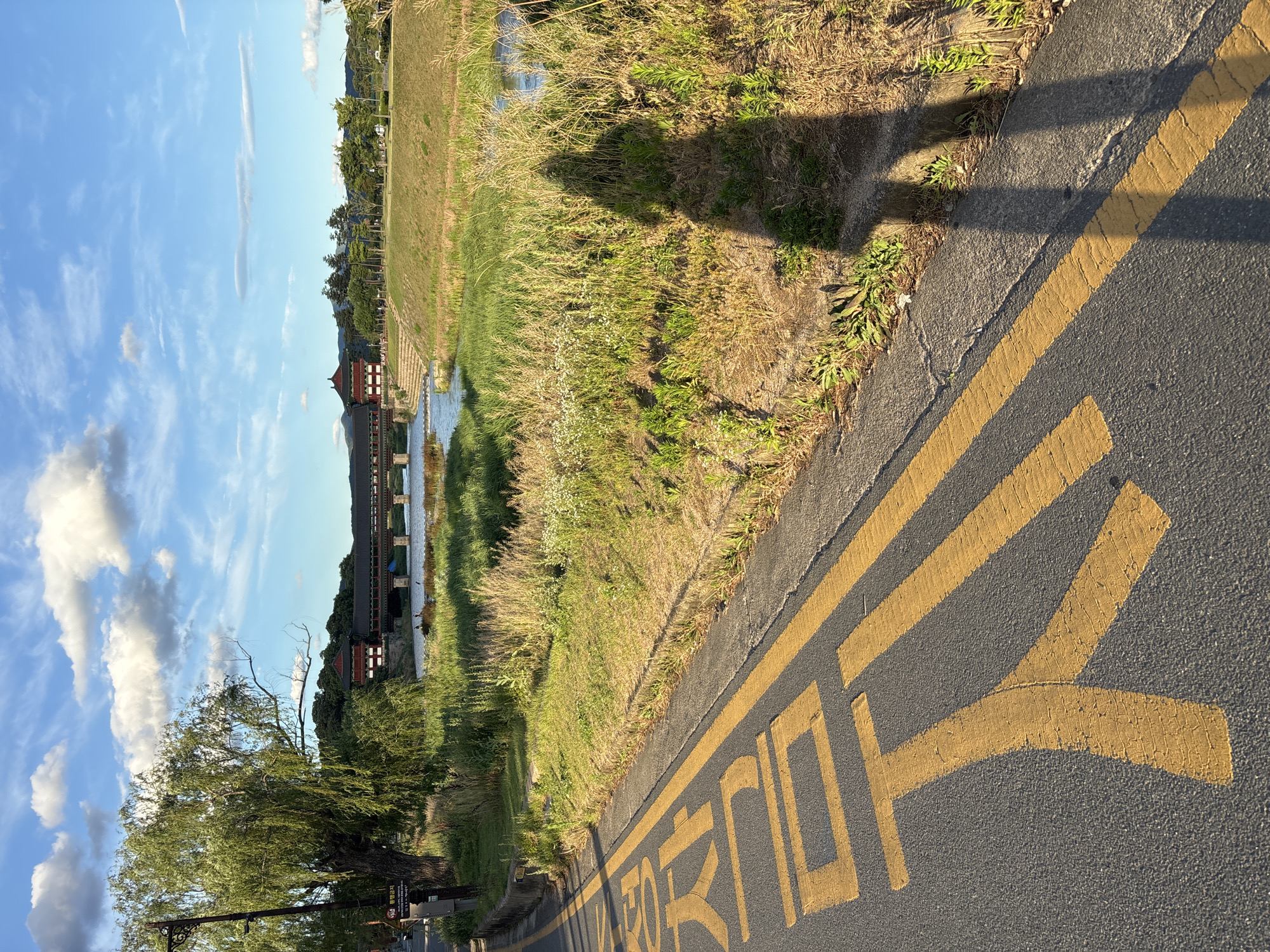 A street-level view captures a shadow of a person standing on a road with yellow markings in Gyeongju-si, South Korea. The yellow markings appear to be Korean characters, possibly indicating a bus stop or designated area. To the right of the road, a grassy embankment slopes down to a river. In the background, a long, traditional Korean bridge with red-tiled roofs spans the river. Lush green trees and vegetation line the riverbanks and the far side of the river. The sky above is a bright blue with scattered white clouds, suggesting a clear day. A willow tree with long, drooping branches is visible on the left side of the image, near a lamppost.